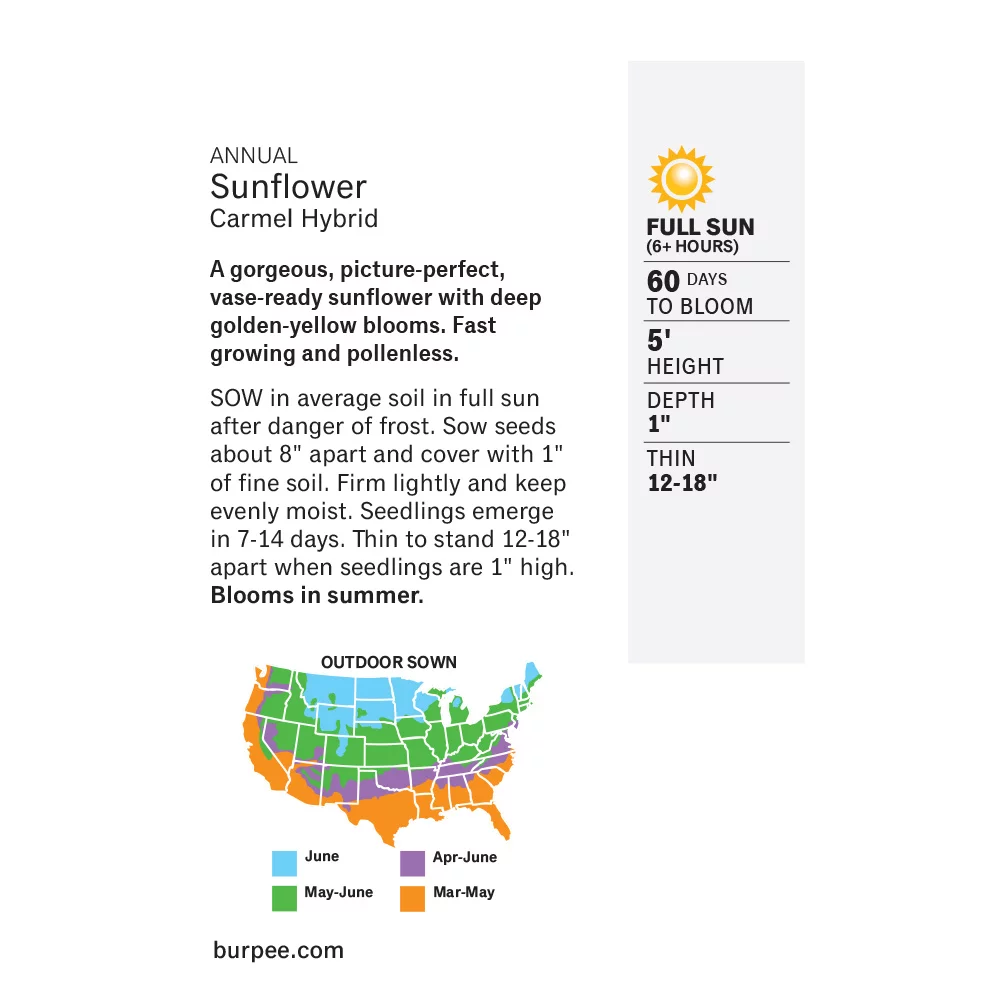 Burpee Carmel Hybrid Sunflower Flower Seed, 1-Pack