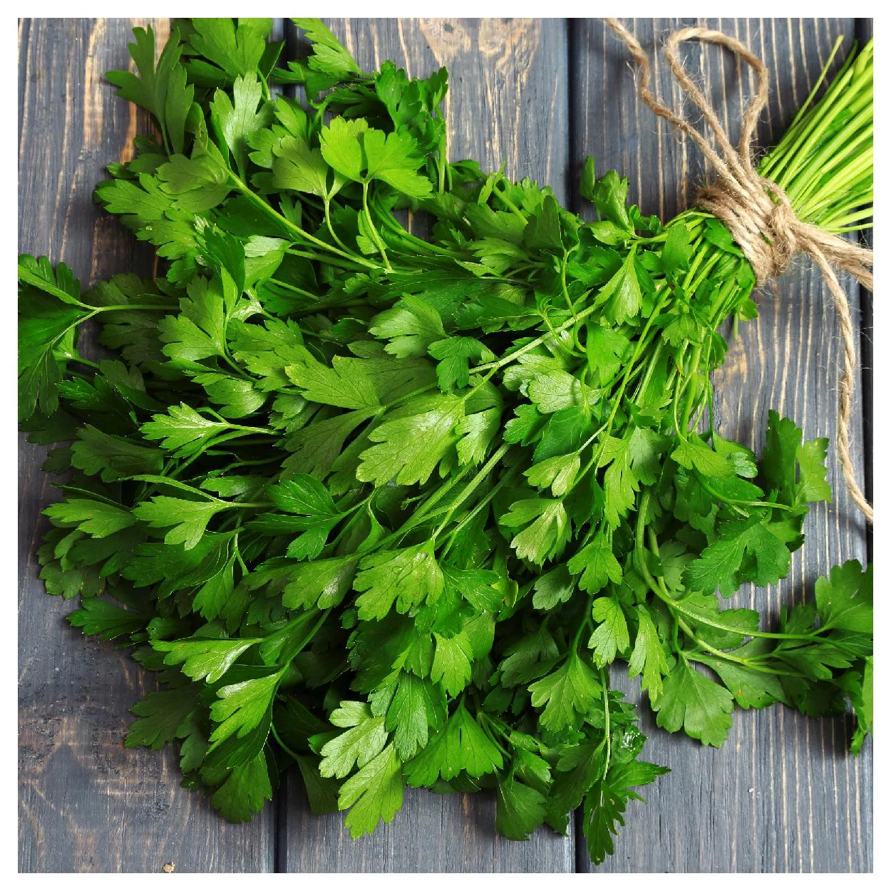 Everwilde Farms - 1000 Plain Single Parsley Seeds - Gold Vault Jumbo Bulk Seed Packet