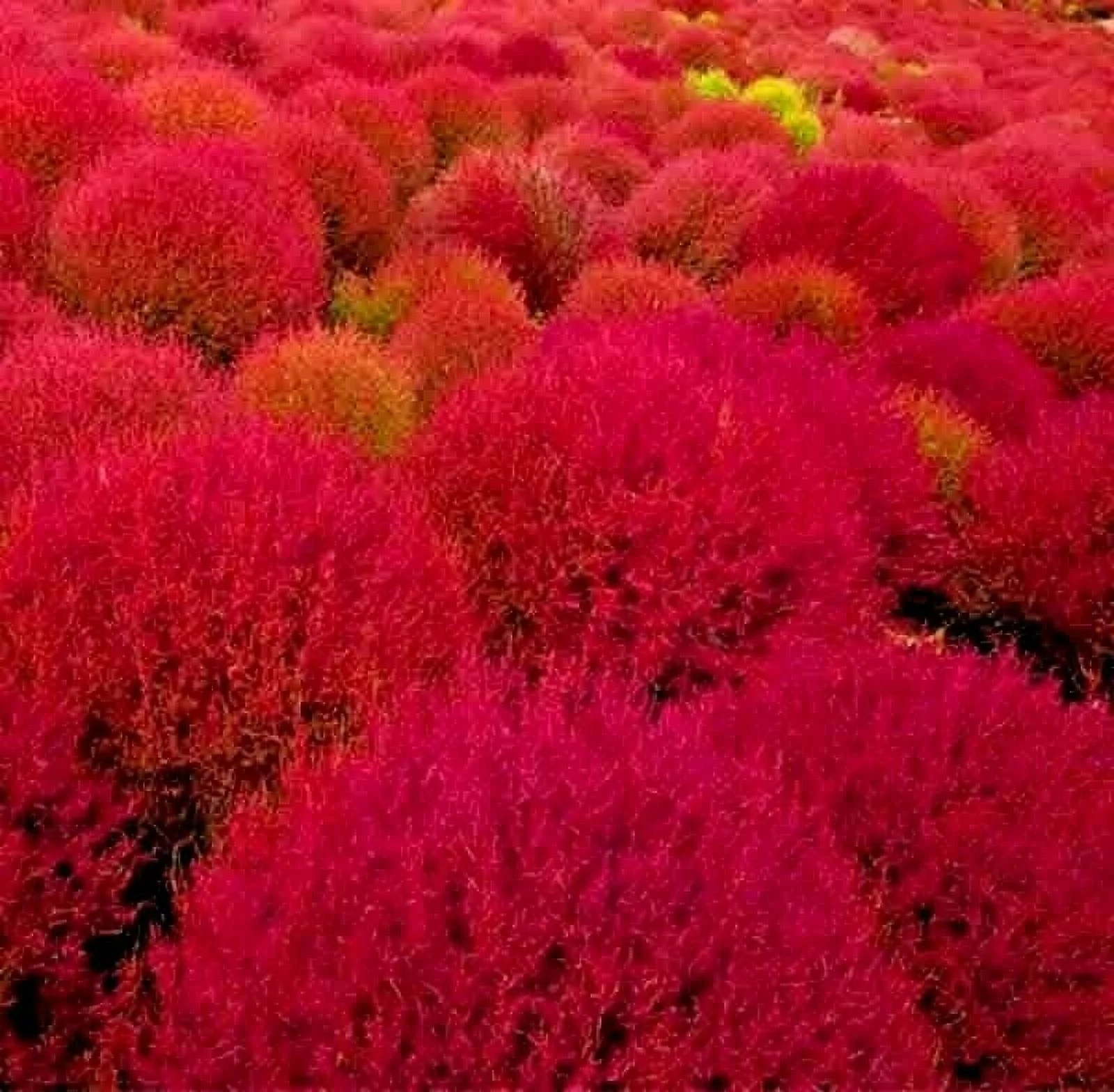 20 RARE BURNING BUSH SEEDS COLD HARDY COLOR GRASS PLANT