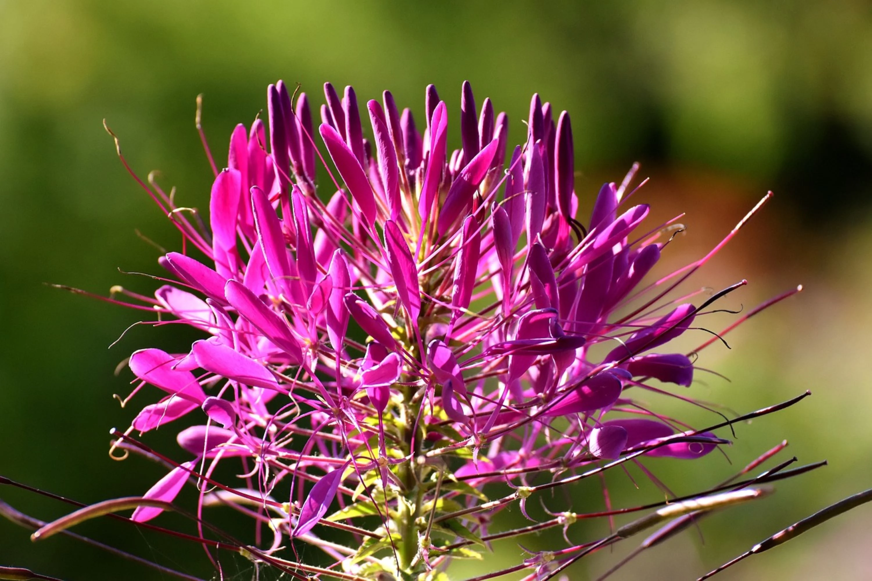 Cleome Colorful Wildflower Mix/ Annual/Full Sun/ 3000 Seeds 1/4 oz/ Zellajake Farm and Garden - B262