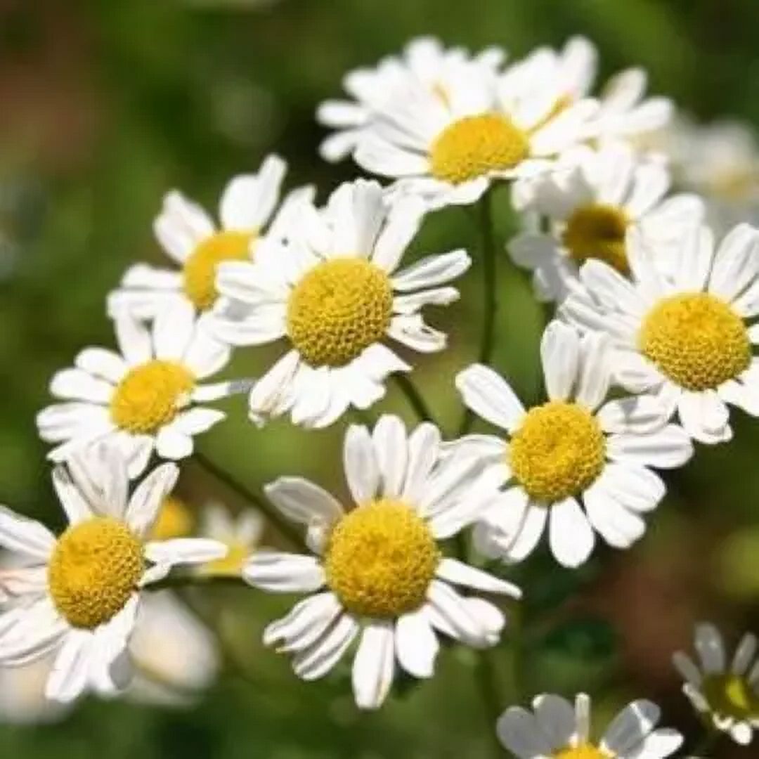 200 Herb common german chamomile seeds #180