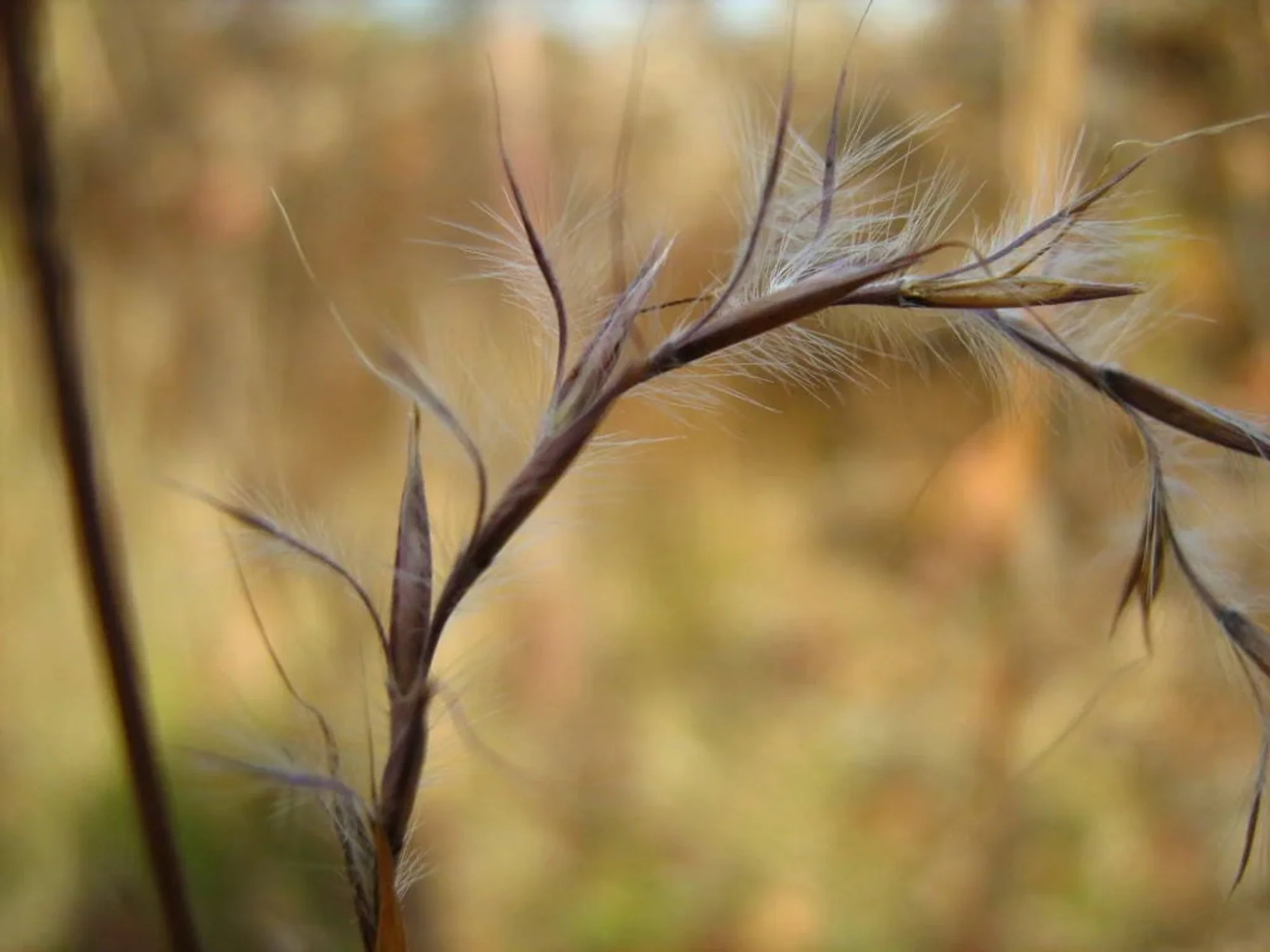 300 LITTLE BLUESTEM GRASS Schizachyrium Scoparius Seeds