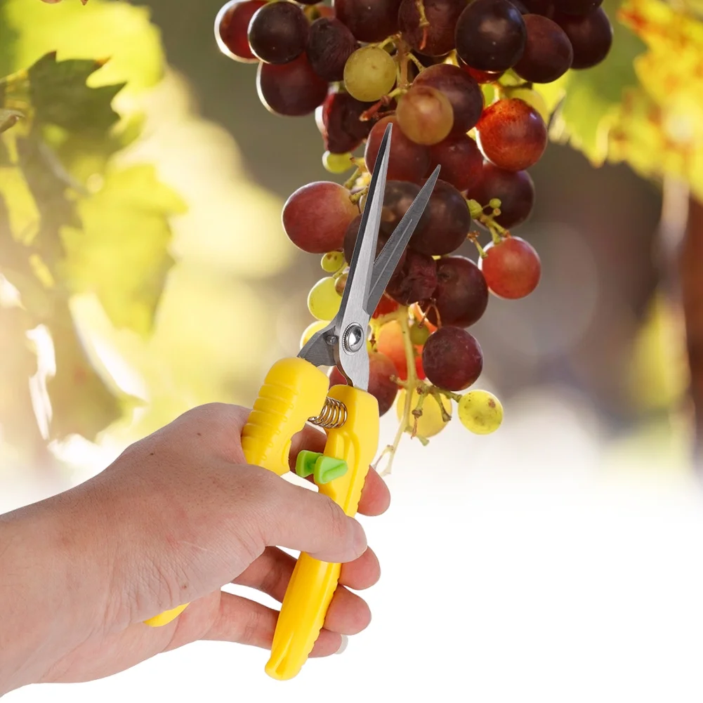 Rankomu Pruning Scissors, 205mm Plant Pruning Scissors Fruit Pruning Scissors Garden Bonsai Flower Fruit Trimming Cutter Shears Fruit Scissors