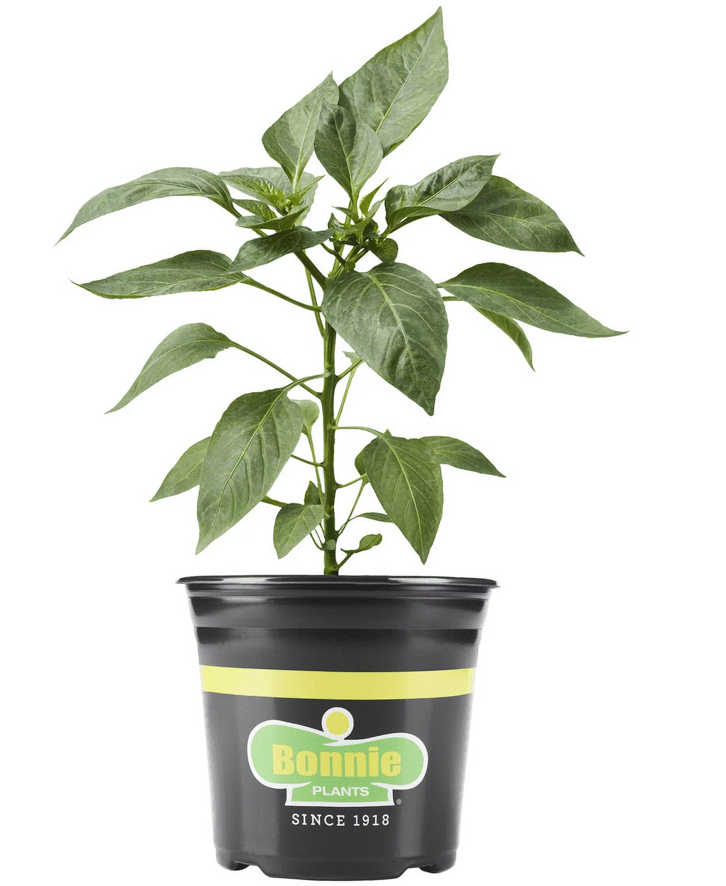 Bonnie Plants Red Ghost Pepper, World's Hottest Peppers, 2.32 qt