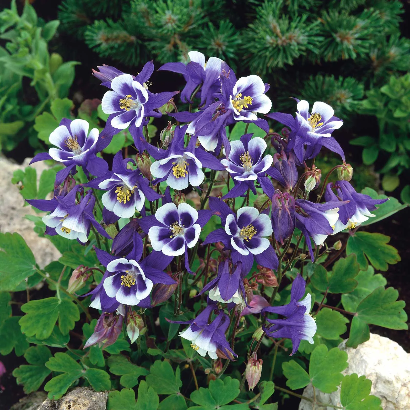 Columbine Seeds - Blue Star - 1/4 Pound - Blue/White Flower Seeds,  Heirloom Seed  Attracts Bees, Attracts Butterflies, Attracts Hummingbirds, Attracts Pollinators, Extended Bloom Time, Container