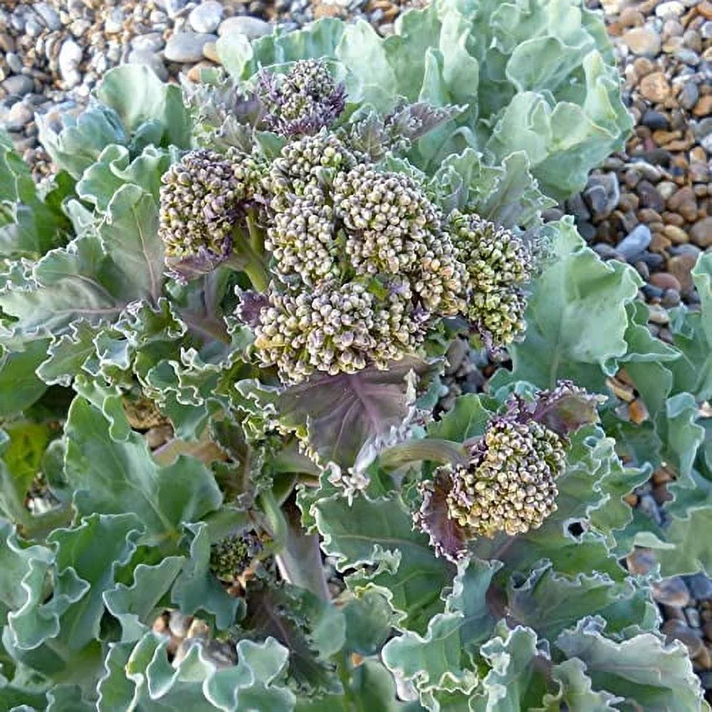 Sea Kale Seeds Crambe Maritima Herbaceous Perennial Fragrant Ornamental Vegetable Edible Drought & Salt Tolerant Attracts Butterflies Beds Borders Outdoor 10Pcs Herb Seeds by YEGAOL Garden