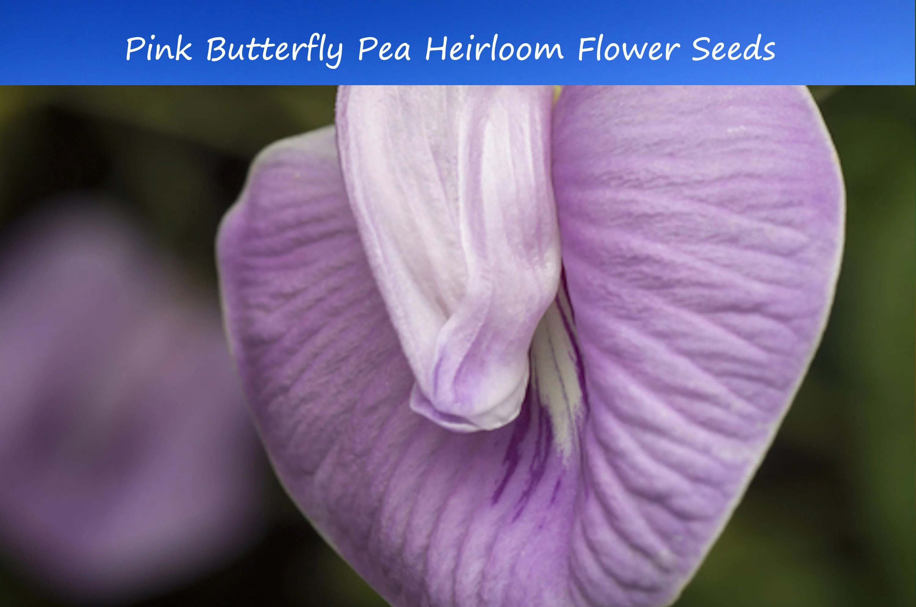 Tropical Seeds - Pink Butterfly Pea -10 Flower Seeds -  Centrosema pubescens  -Serendipity Seeds