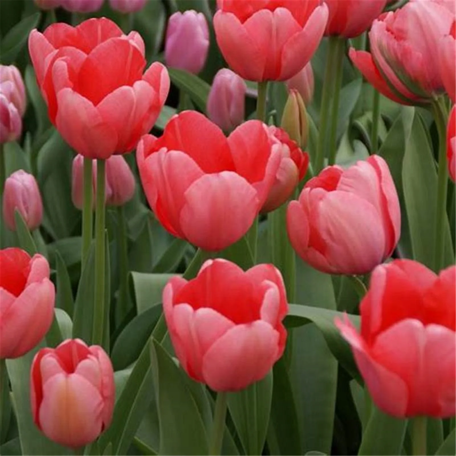 Tulip plant bulbs Tulip bulbs for planting Tulip flowers bulbs Tulip Bulbs Bulk Tulip bulbs for planting outdoors perennials
