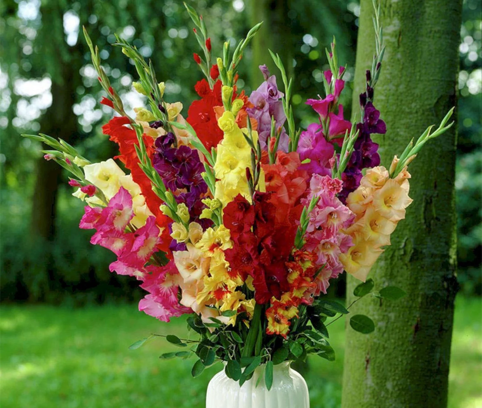 Gladiolus Bulb, Perennial Plant, Bright, Bulbous Plant, Many Flowers,Cut FlowerFour-Season Planting,Potted Plant,Charming,Gladiolus Bulb For Sale