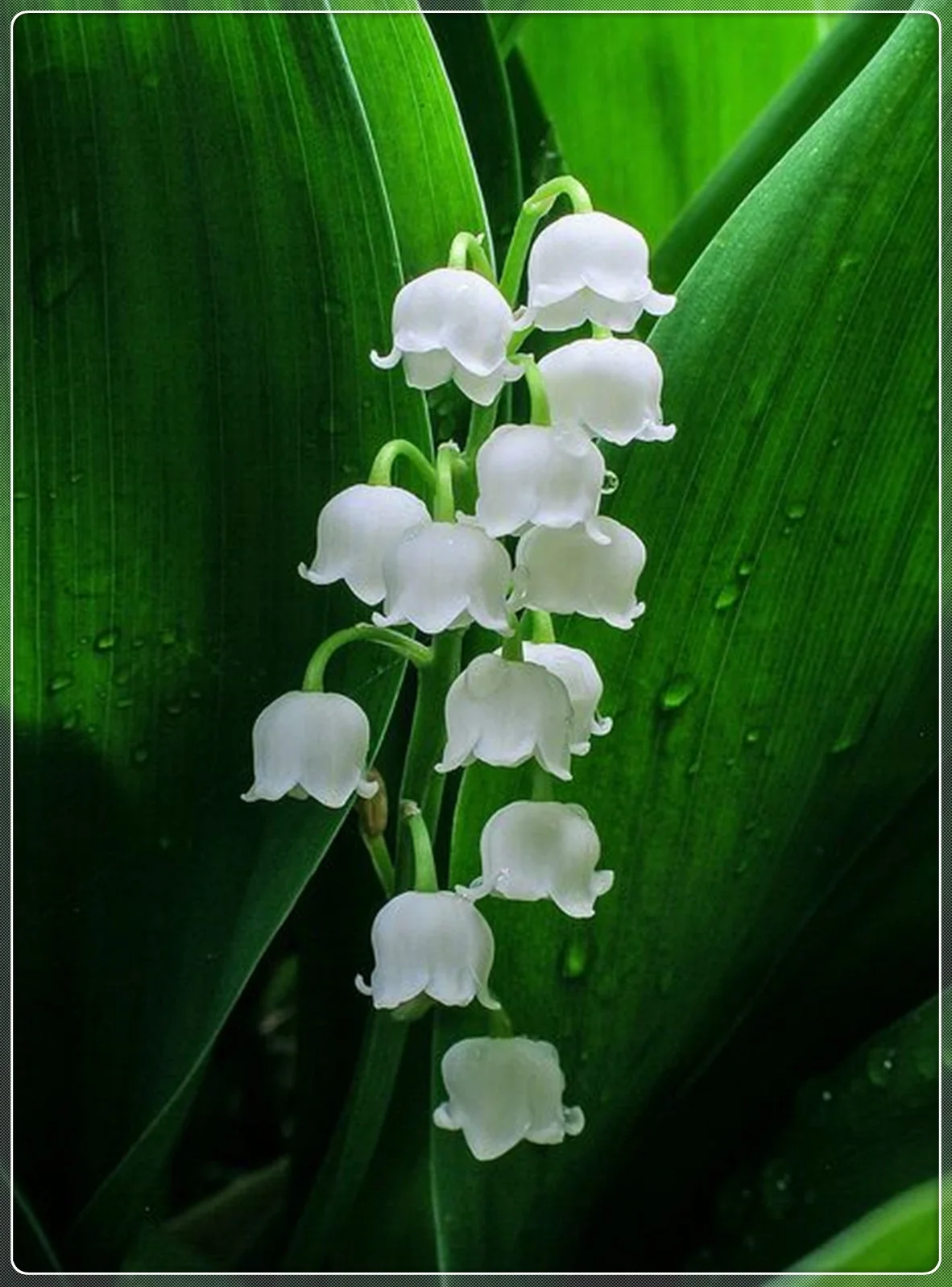 Lily Of The Valley Bulbs, Perennial Bulb Plants, Aromatic Plants, Seasonal Flowers, Charming Fragrance, Lanterns,Lily Of The Valley Bulbs For Sale