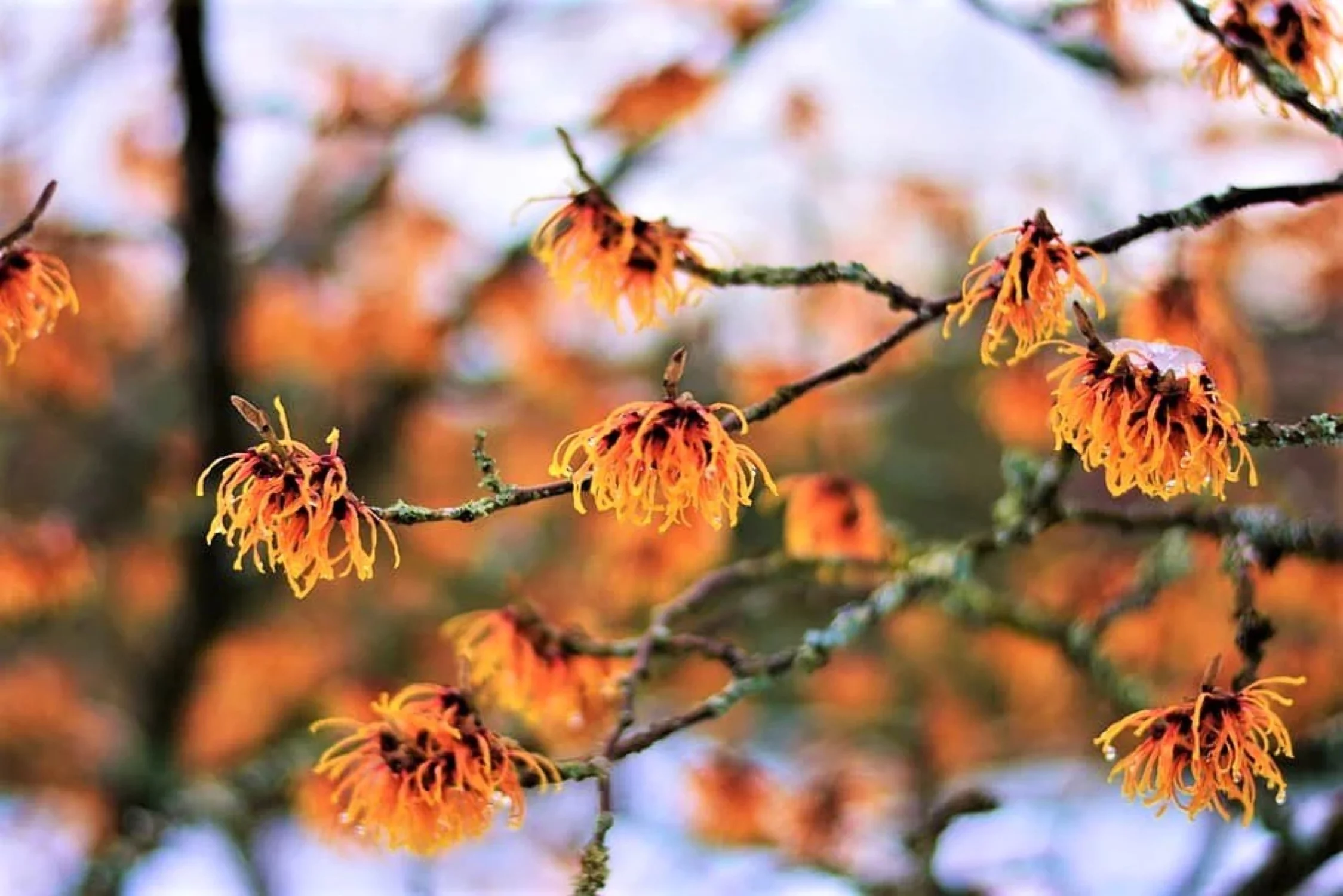 25 American WITCH HAZEL Hamamelis Virginiana Alder Shrub Tree Yellow Flower Seeds
