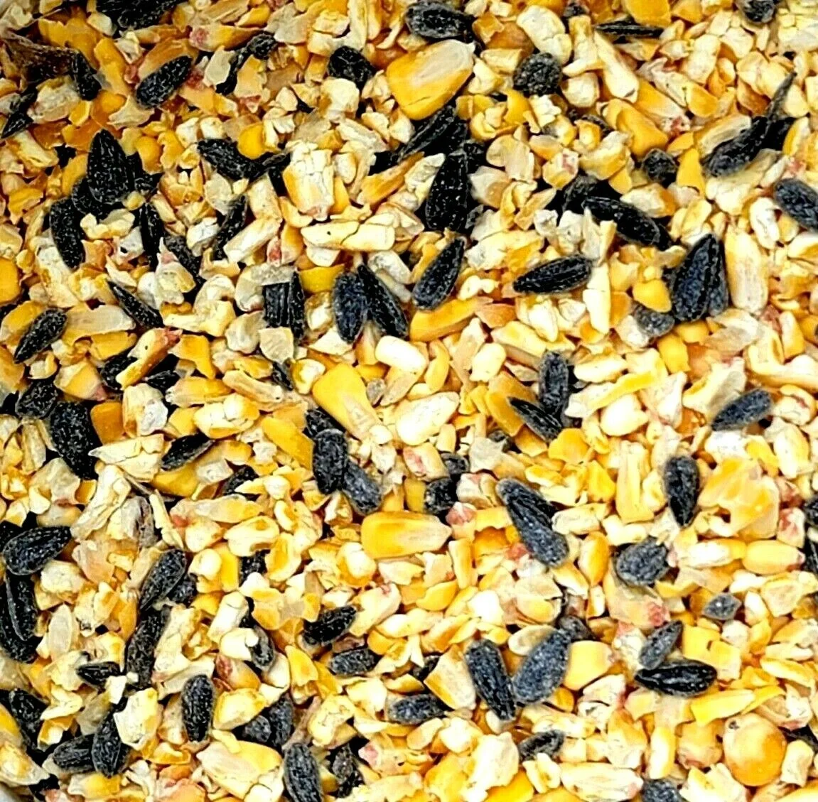 Black Oil Sunflower Whole & Cracked Corn Wild Song Bird Squirrel Seed Food Feed