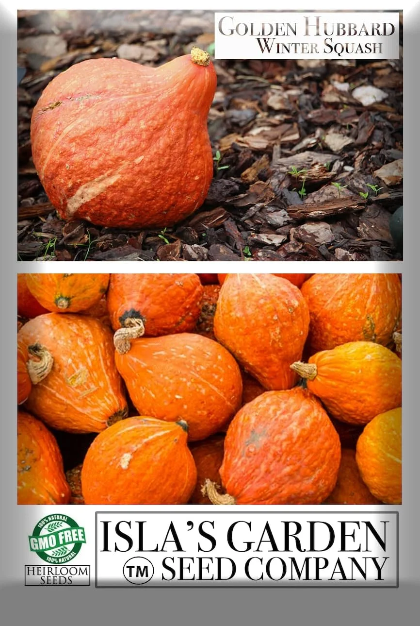 Golden Hubbard Winter Squash Seeds for Planting, 25+ Heirloom Seeds Per Packet Non GMO Seeds, Botanical Name Cucurbita Maxima, Great Home Garden Gift