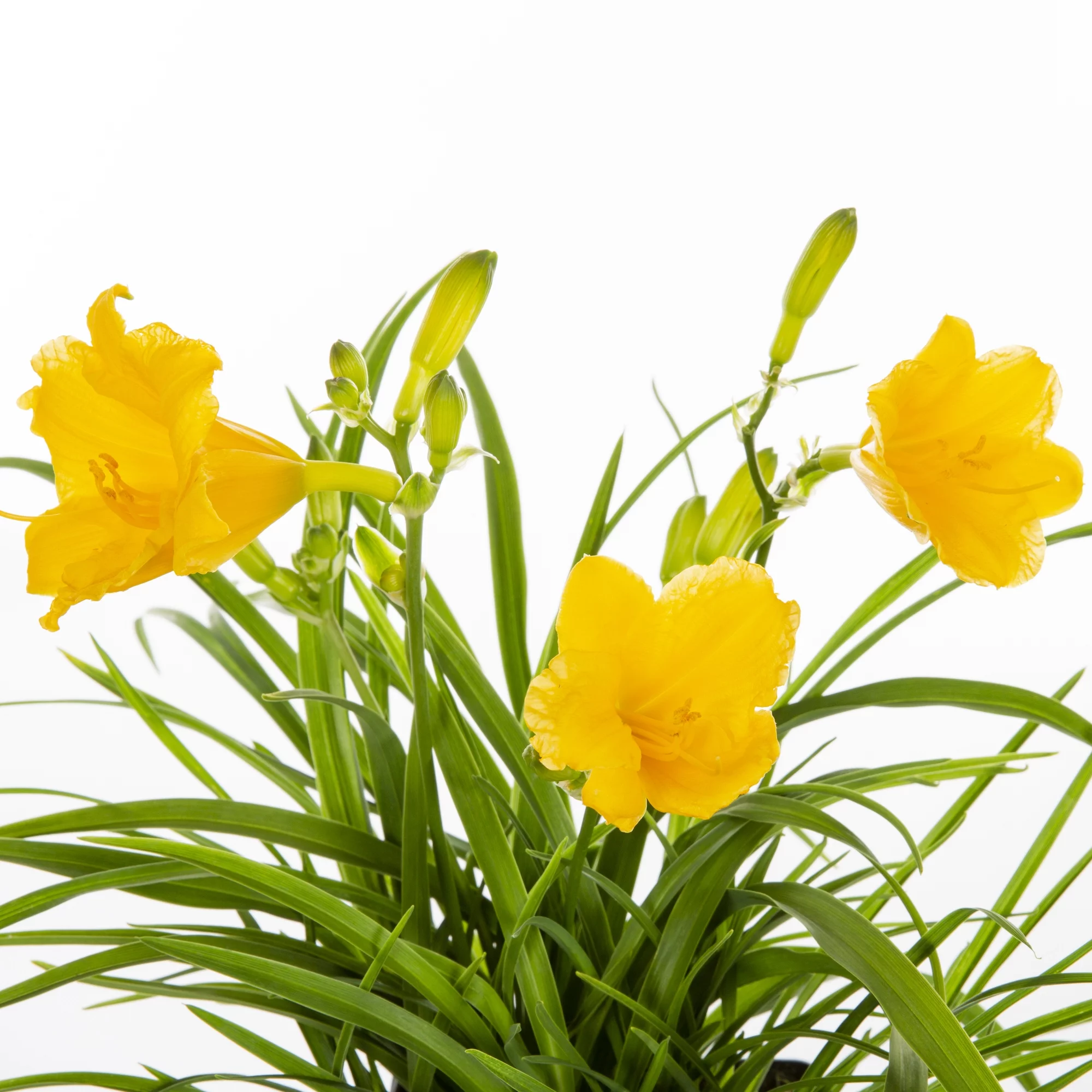 Expert Gardener QT Yellow Daylily Live Plant Grower Pot Sun