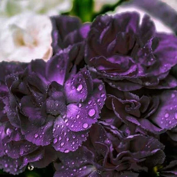 30+ CARNATION GRENADIN KING OF THE BLACKS / FRAGRANT PERENNIAL FLOWER SEEDS