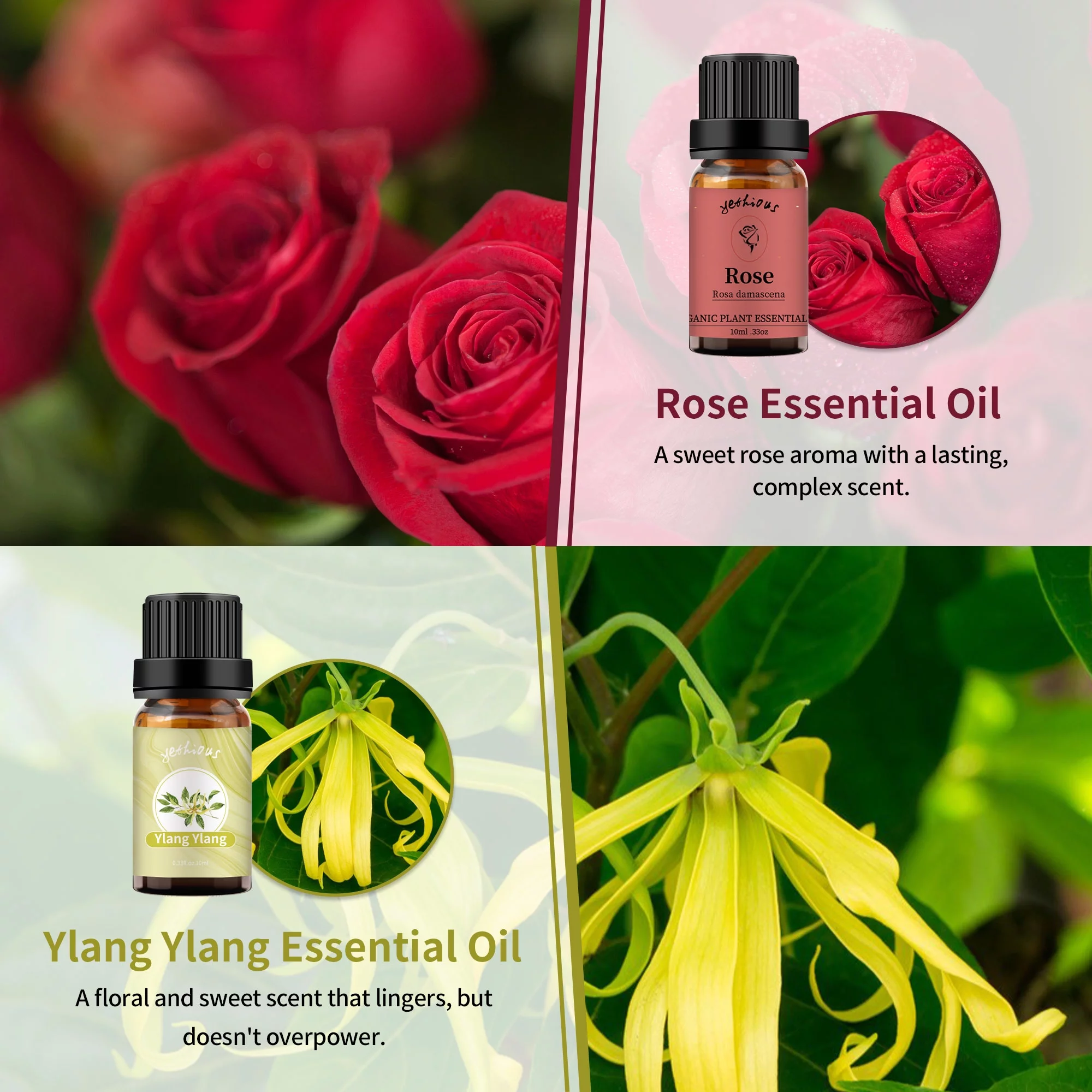 Yethious 2 Pack Ylang Ylang Essential Oil Rose Essential Oil 10ml For Diffuser 100% Pure Organic Aromatherapy
