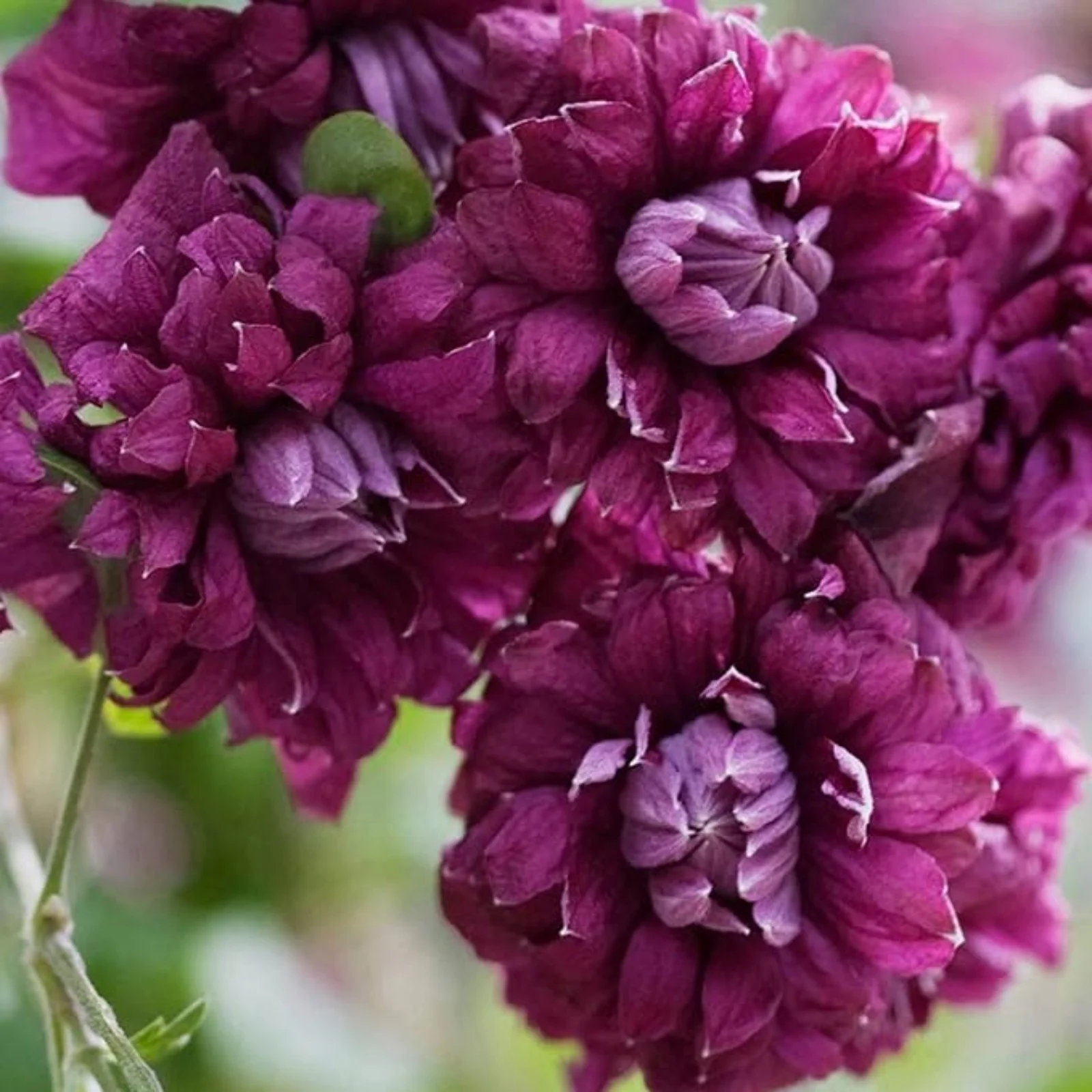 Clematis Bulbs,Clematis Flowers For Planting,Clematis Plants,Pretty,Clematis Root Pot Plants Outdoor,Clematis Vine Plants Live Shade,Clematis Bulbs For Sale.