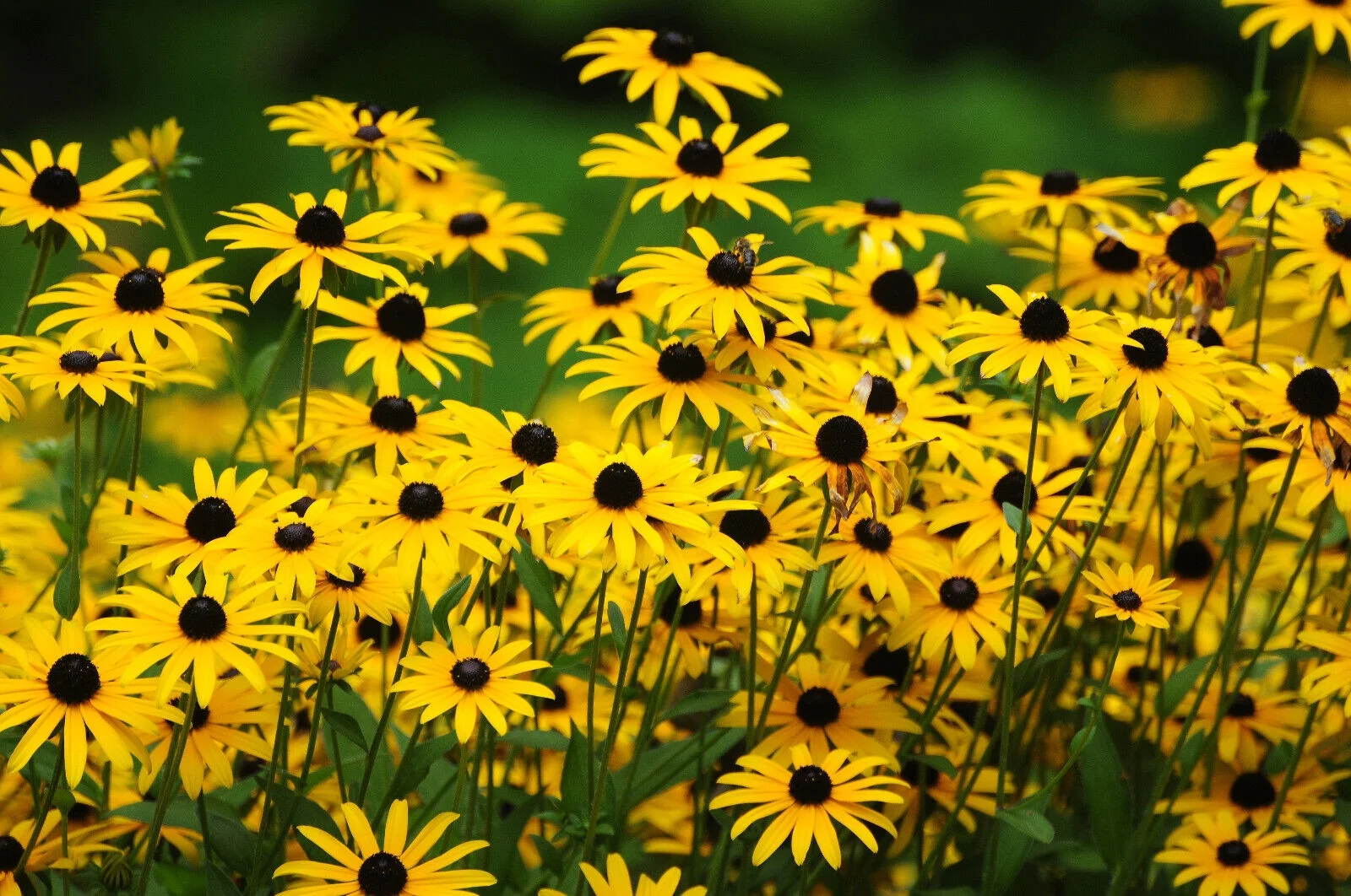 2000 BLACK EYED SUSAN Rudbeckia Hirta Yellow Flower Seeds *Comb S/H