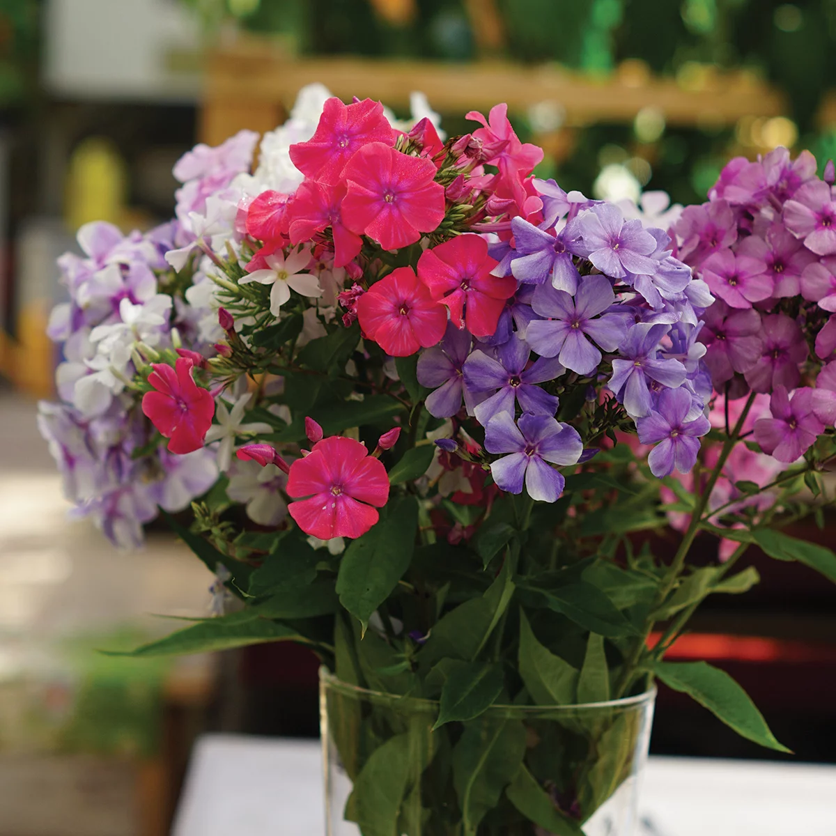 Van Zyverden Phlox Mix Dormant Bare Root Perennial Bulb Partial Sun; 3-6hrs, Multi-Color