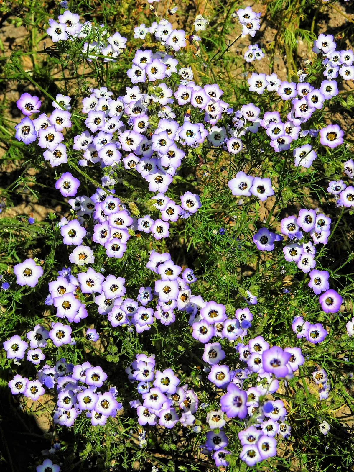 1000 BIRDS EYES Gilia Tricolor Lavender White Fragrant Hummingbird Flower Seeds