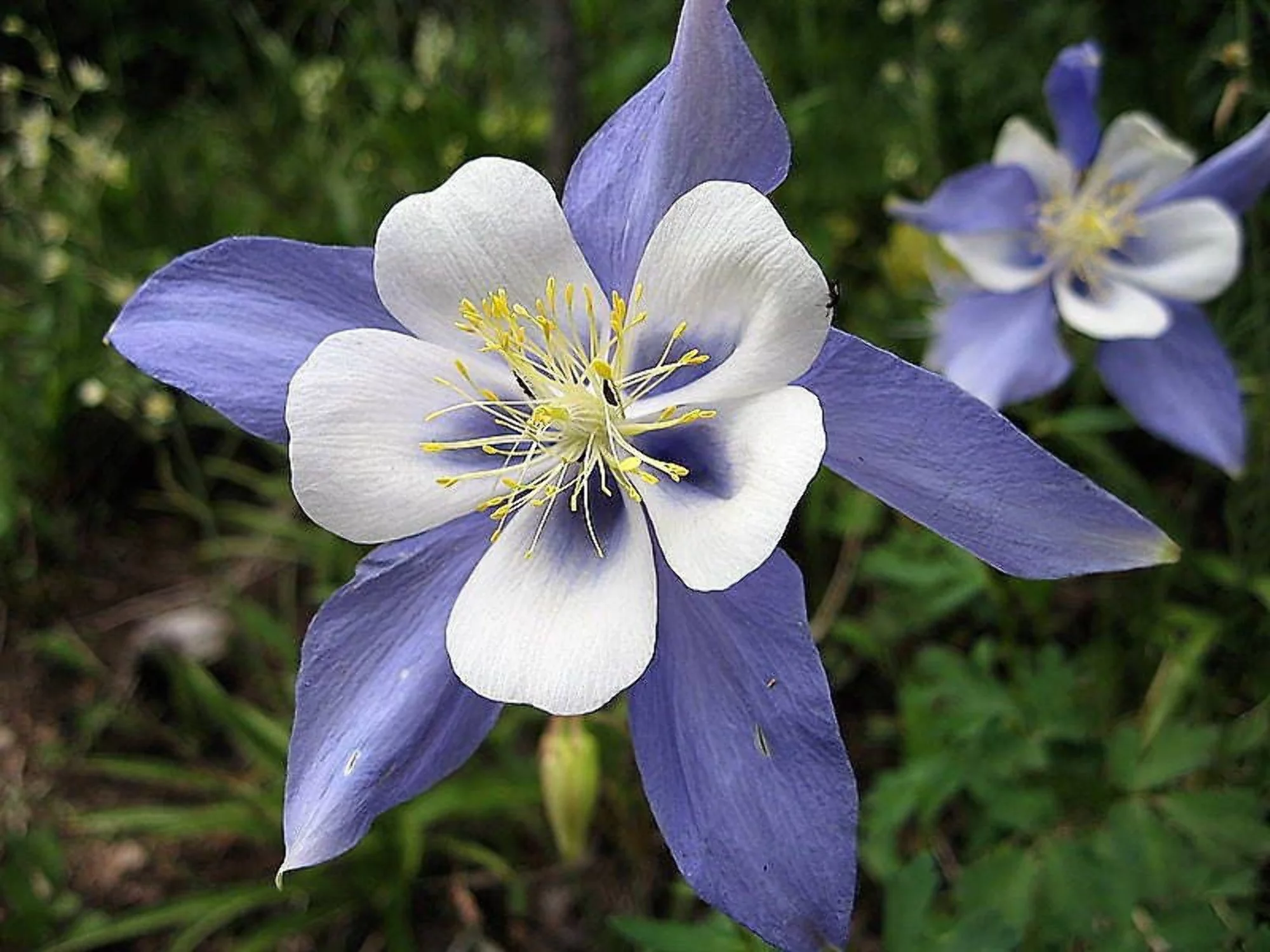 50 Blue ROCKY MOUNTAIN COLUMBINE Aquilegia Caerulea Flower Seeds