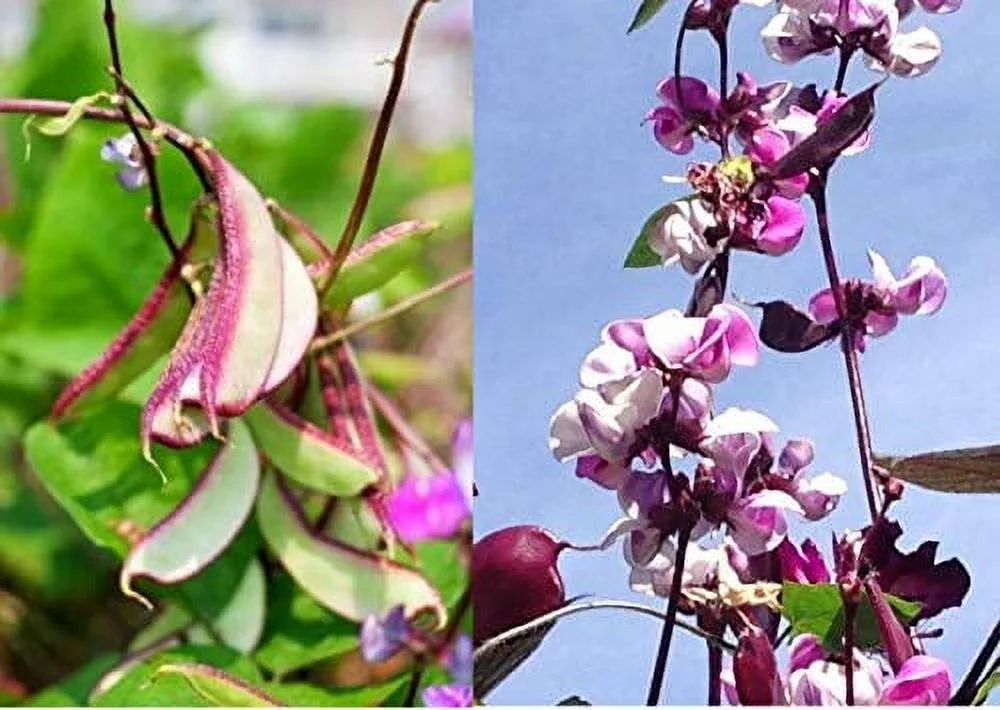 10+ Hyacinth Bean Asia Hyacinth Bean Seeds Purple Flower Lablab purpureus Vegetable Non-GMO