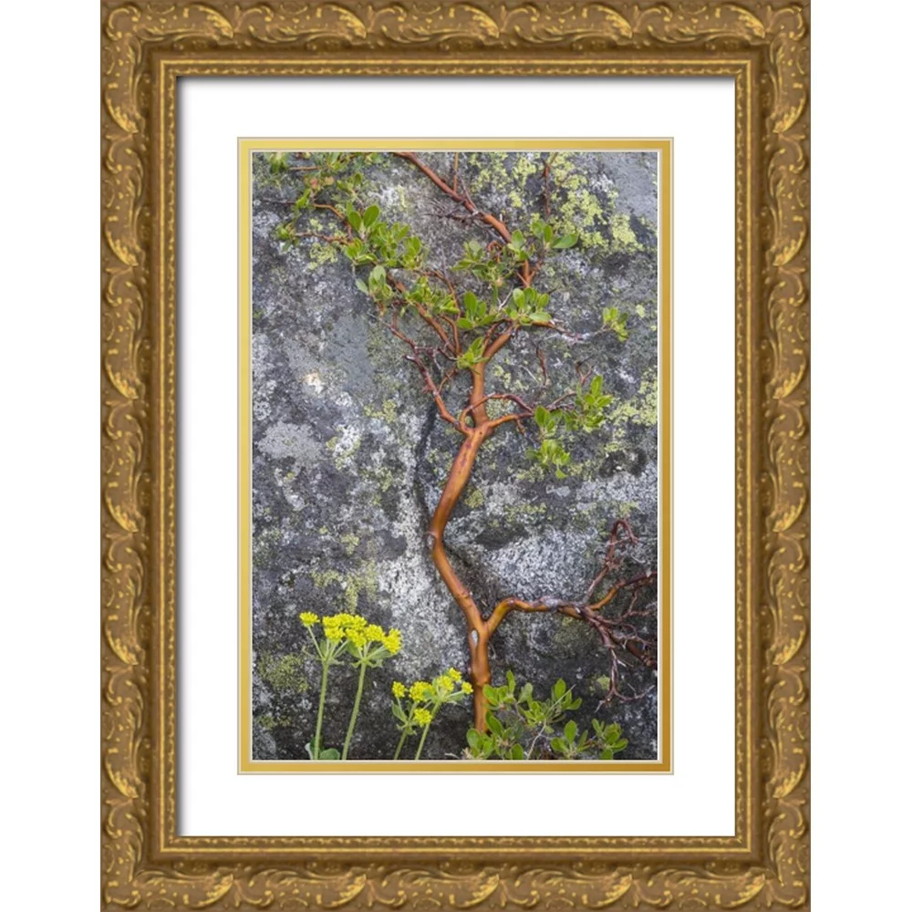 Paulson, Don 17x24 Gold Ornate Wood Framed with Double Matting Museum Art Print Titled - WA, Wenatchee NF Manzanita growing on boulder