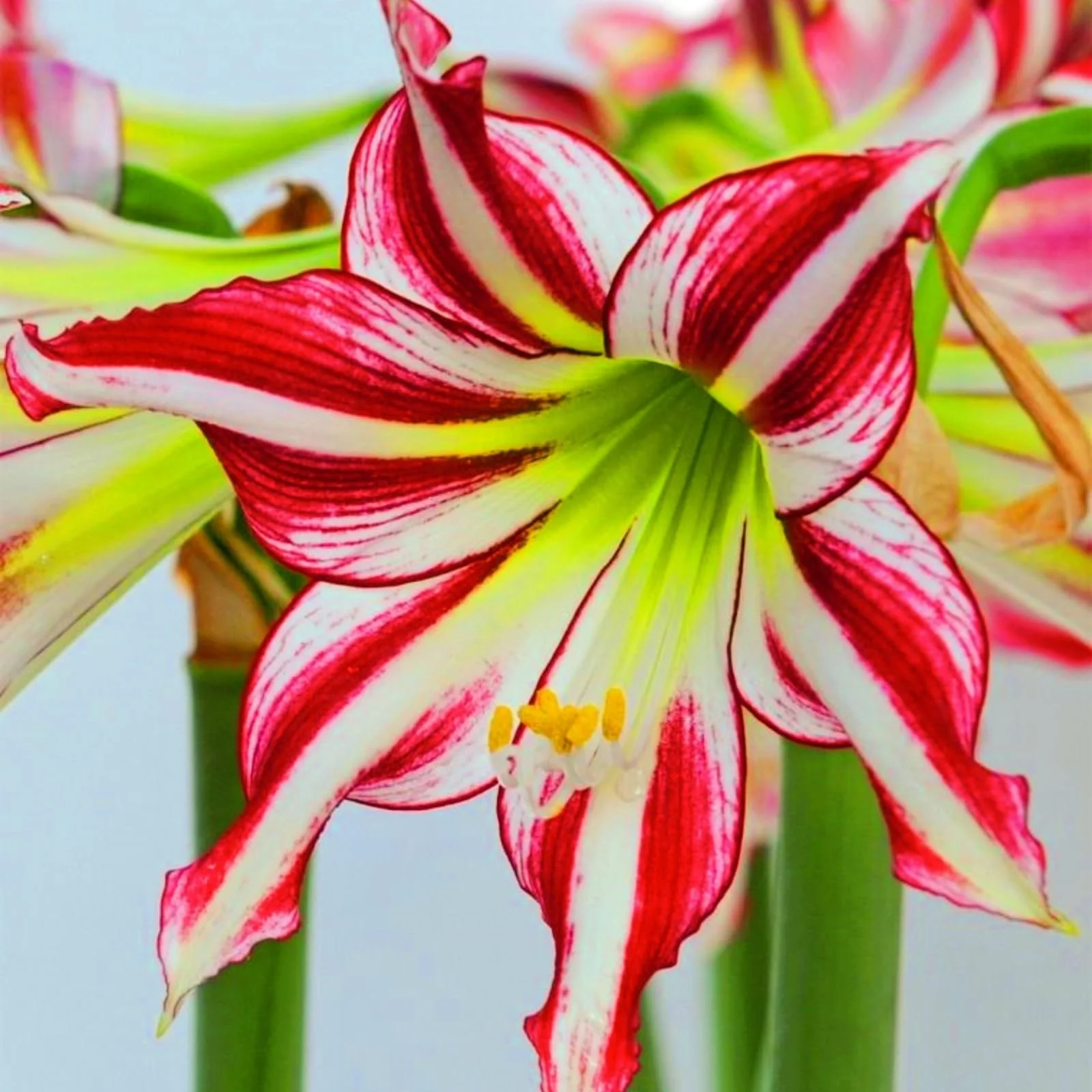 Amaryllis Bulbs For Planting,Amarillos,Iridescent,Amaryllis Bulbs,Amaryllis Pots,Amaryllis Plants For Sale,Amaryllis Belladonna Bulbs,Beautify Environment,Amaryllis Belladonna.