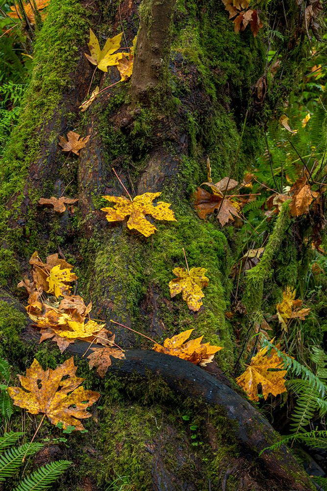 Haney, Chuck 11x14 White Modern Wood Framed Museum Art Print Titled - Bigtooth Maple leaves in autumn along Munson Creek near Tillamook-Oregon-USA