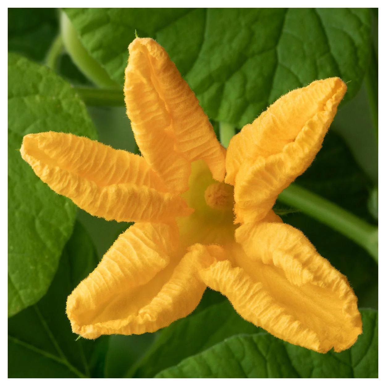 Everwilde Farms - 30 Big Max Pumpkin Seeds - Gold Vault Jumbo Bulk Seed Packet