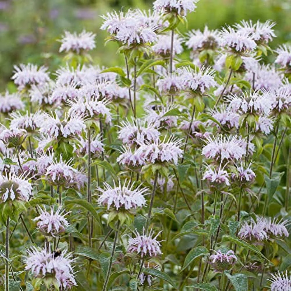 Bee Balm Plant (Monarda Fistula) 2.5 inch Pot