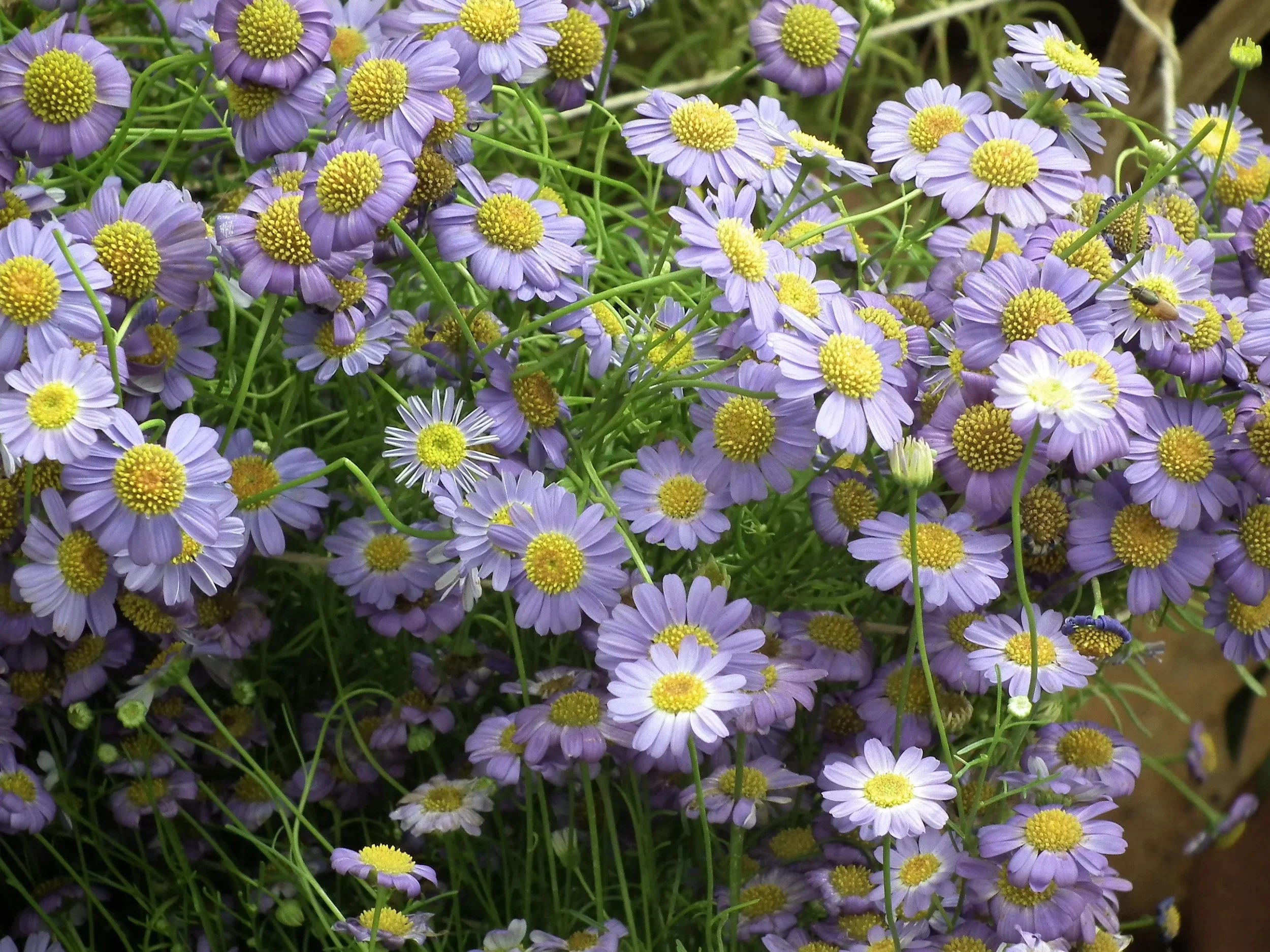 200 Purple Mix SWAN RIVER DAISY Brachyscome Iberidifolia Flower Seeds