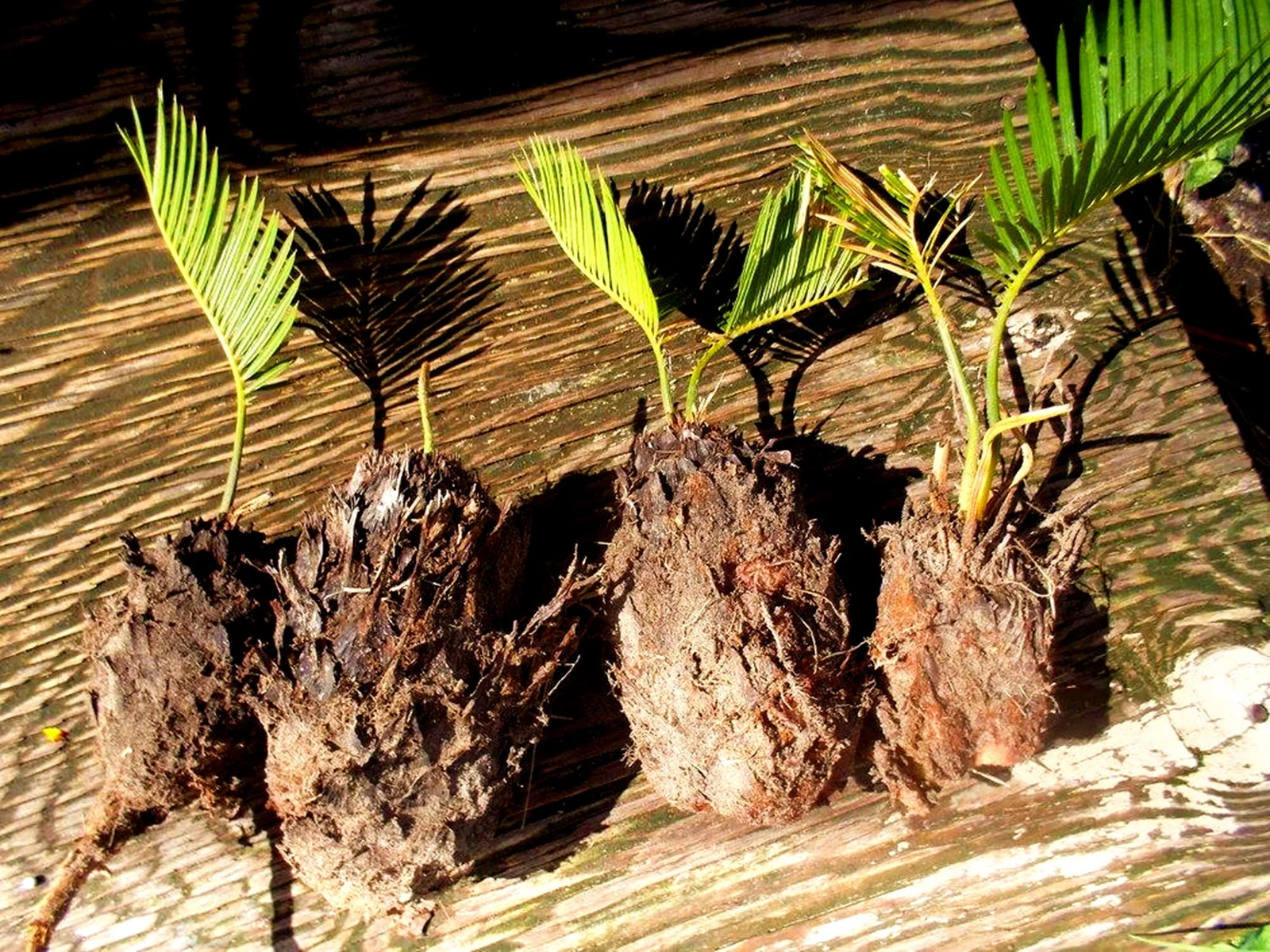 Sago Palm Bulb, Palm,Cycas Bulbs,Cycadaceae, Sago Palm,Outdoor, Indoor Plants,Bulbs,Potted Plants, Sago Palm Bulb For Sale(Pot Not Included)