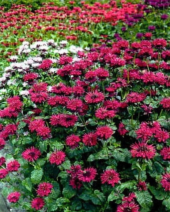 Fireball BeeBalm Live Plant - Monarda - Bergamot - Compact - Quart Pot