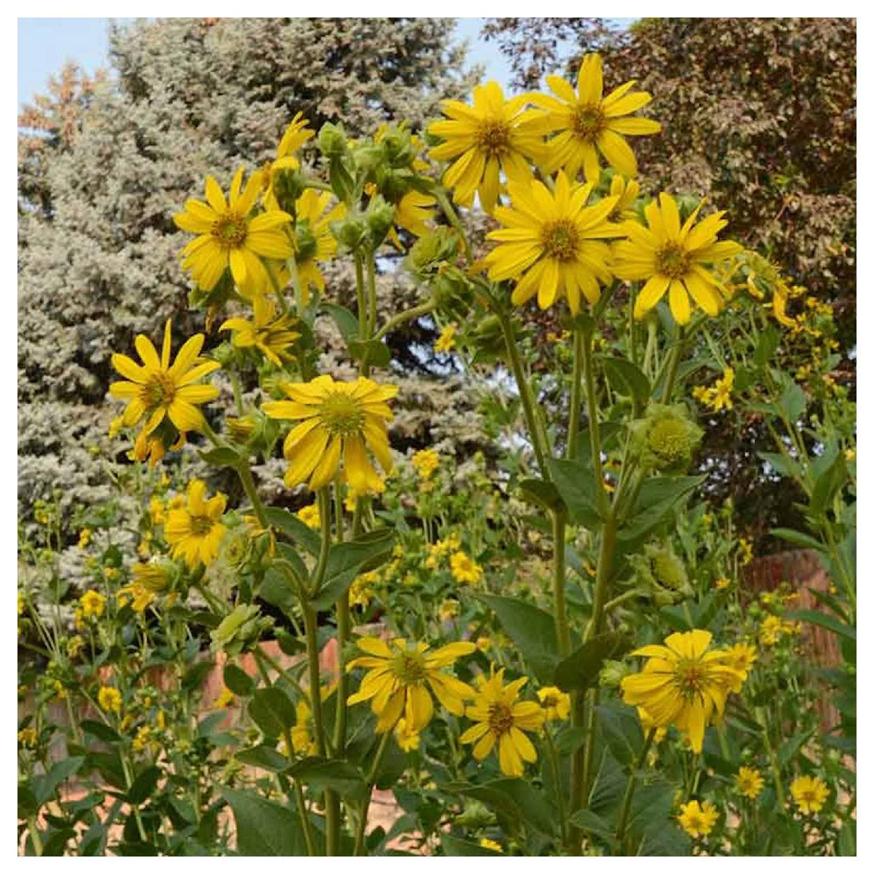 Everwilde Farms - 150 Rosin Weed Native Wildflower Seeds - Gold Vault Jumbo Bulk Seed Packet