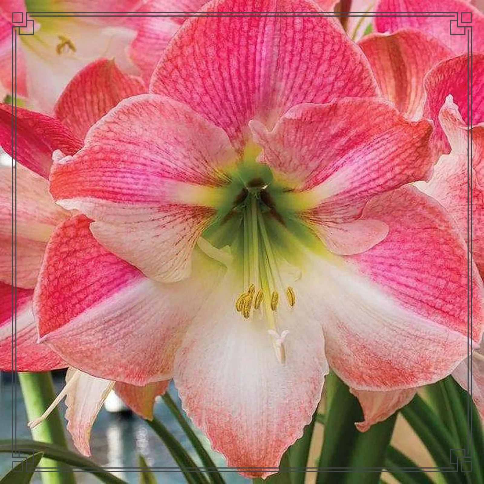 Amaryllis Bulbs For Planting Amaryllis Bulbs Bulk Amaryllis Pots Amaryllis Plant Bulbs For Sale Amaryllis Bulbs For Sale Simple Planting