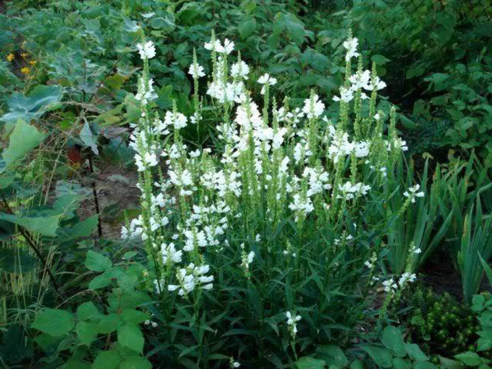 50 WHITE Showy OBEDIENT PLANT (False Dragon Head) Physostegia Angustifolia Flower Seeds