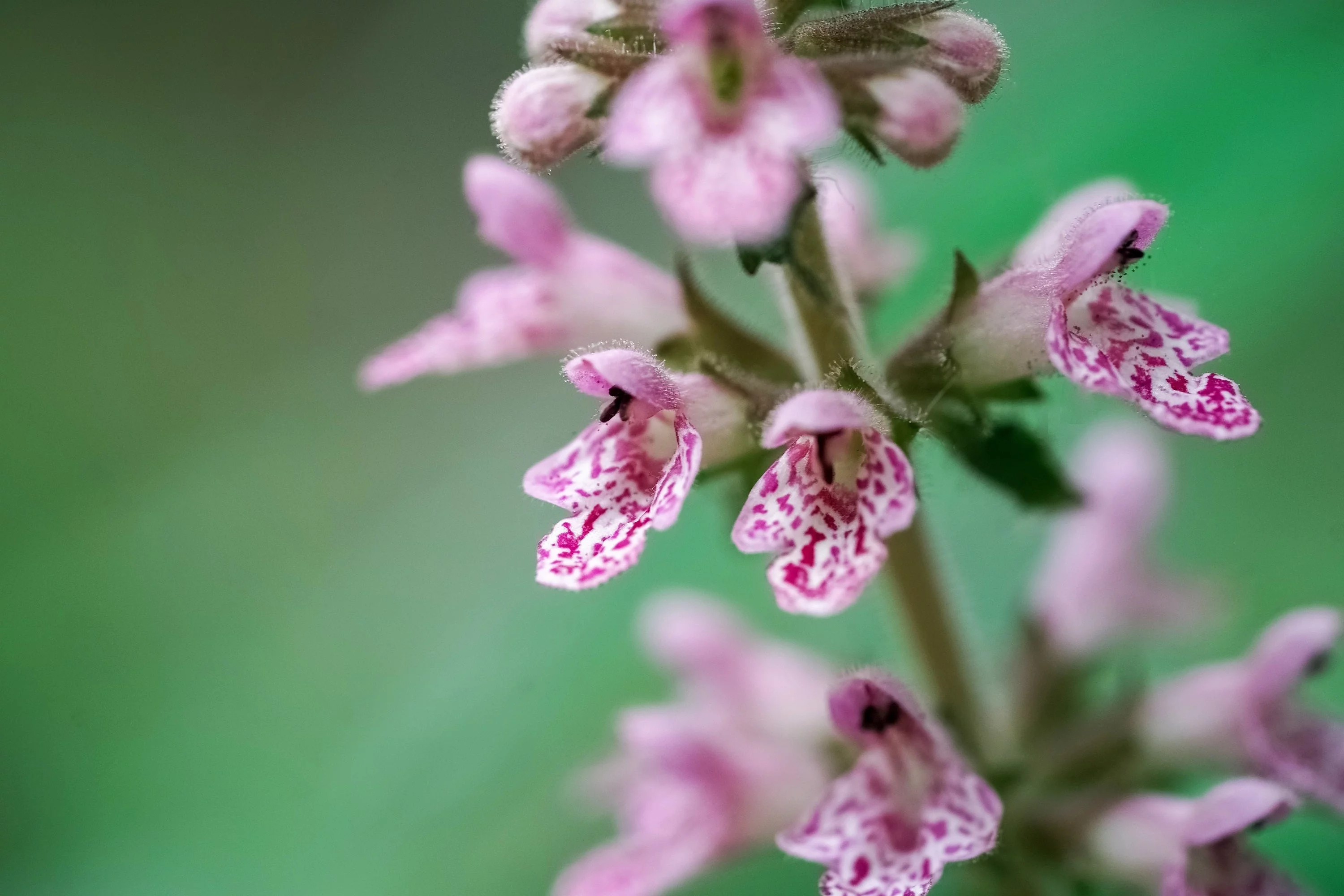 100 Pink CHINESE MOTHERWORT Leonurus Japonicus Siberian Honey Herb Flower Seeds