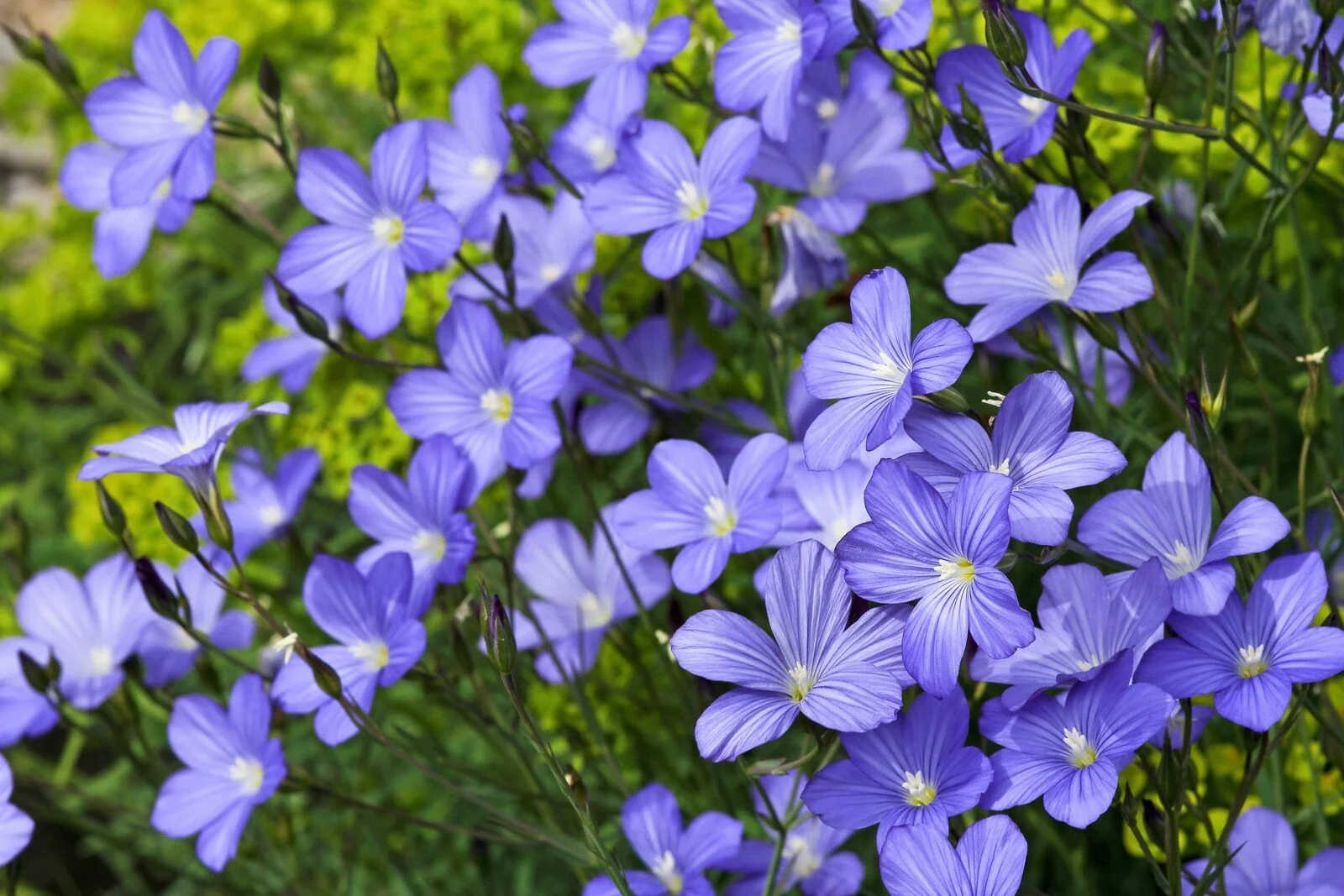 100 BLUE FLAX (Prairie Flax, Lewis Blue Flax) Linum Perenne Lewisii Flower Seeds