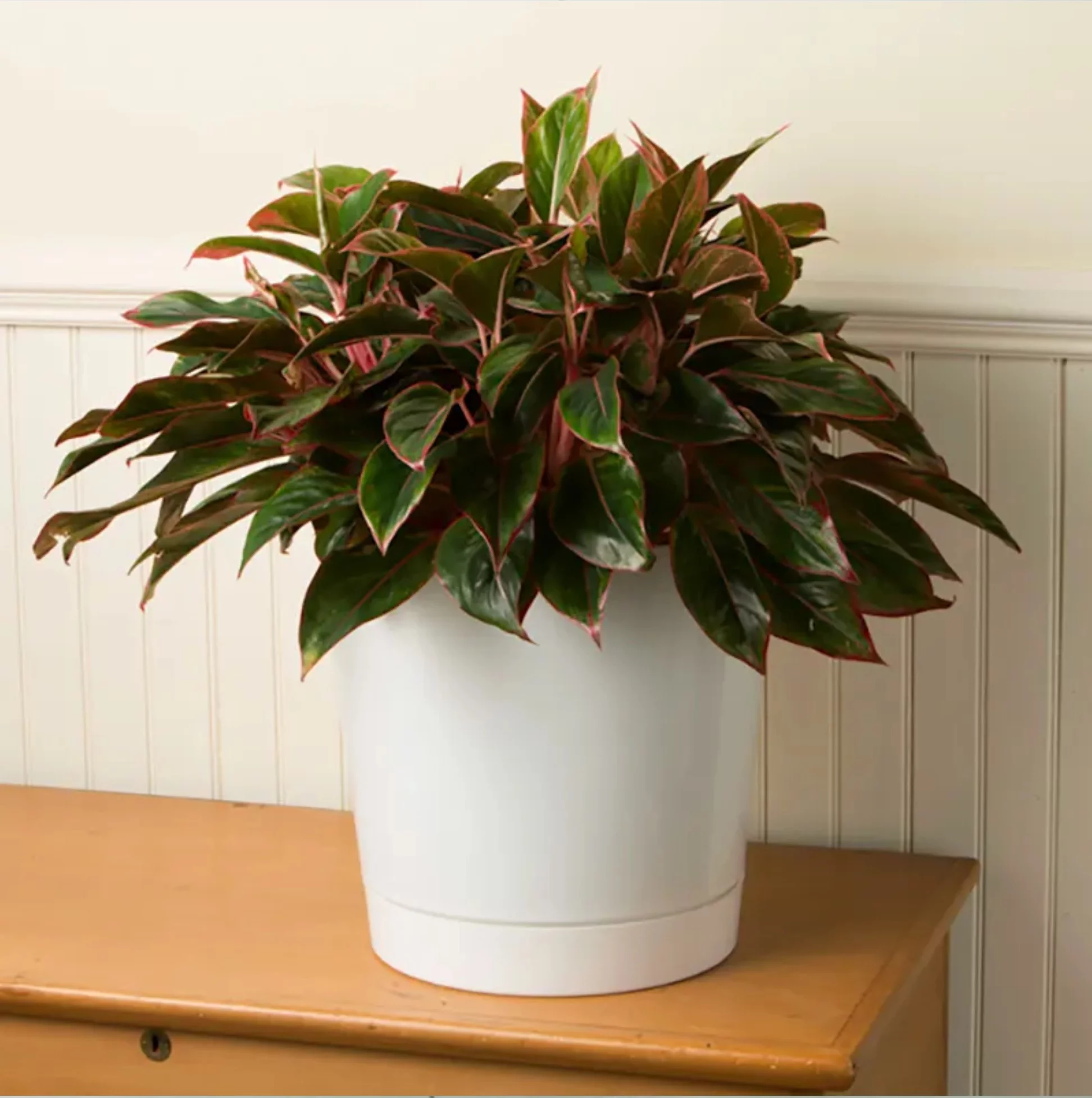 Novelty (#10062) Full Depth Round Cylinder Pot, White, 6 Inch