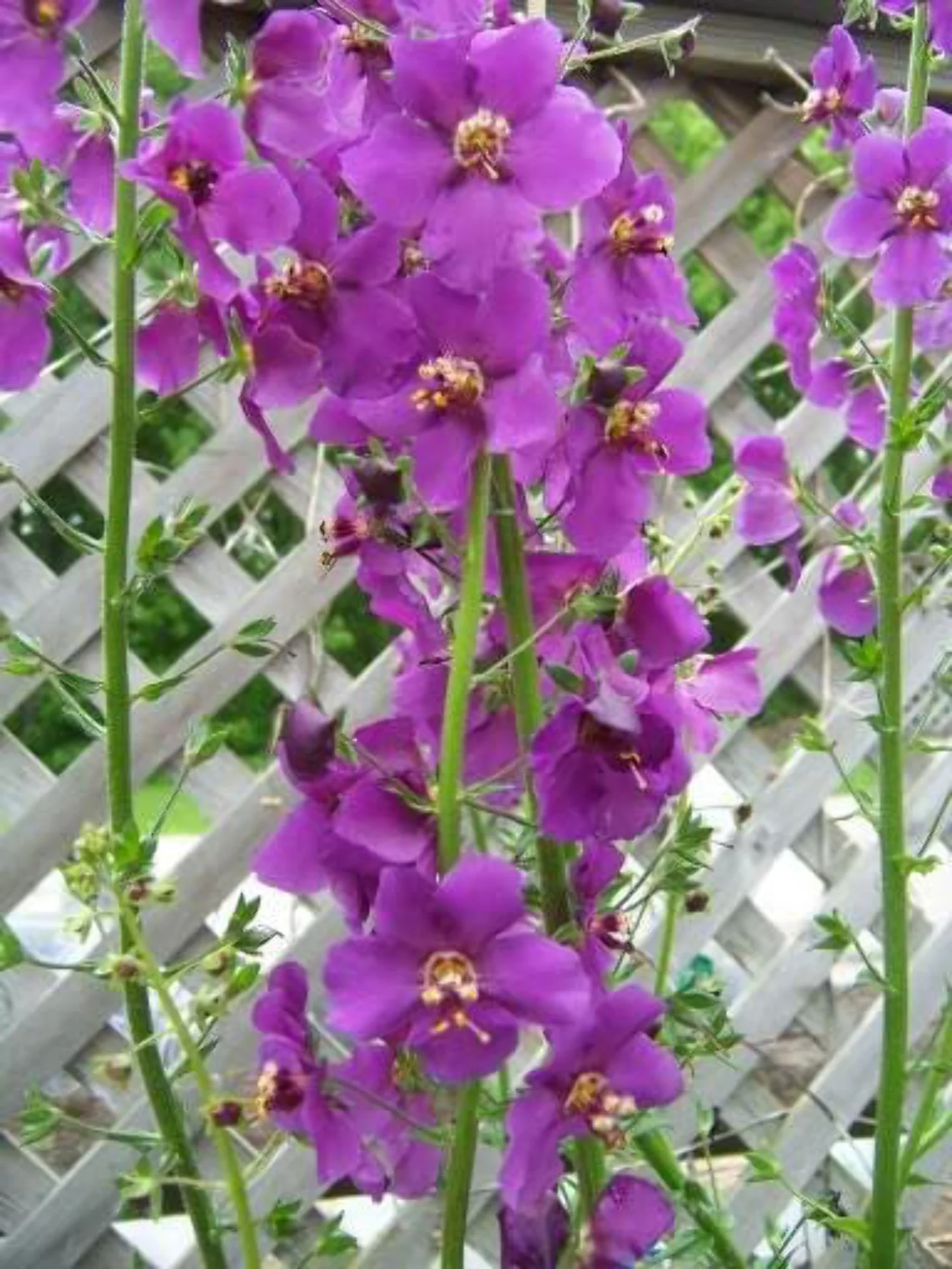 50 VIOLETTA VERBASCUM Phoeniceum Purple Mullein Nectar Flower Seeds