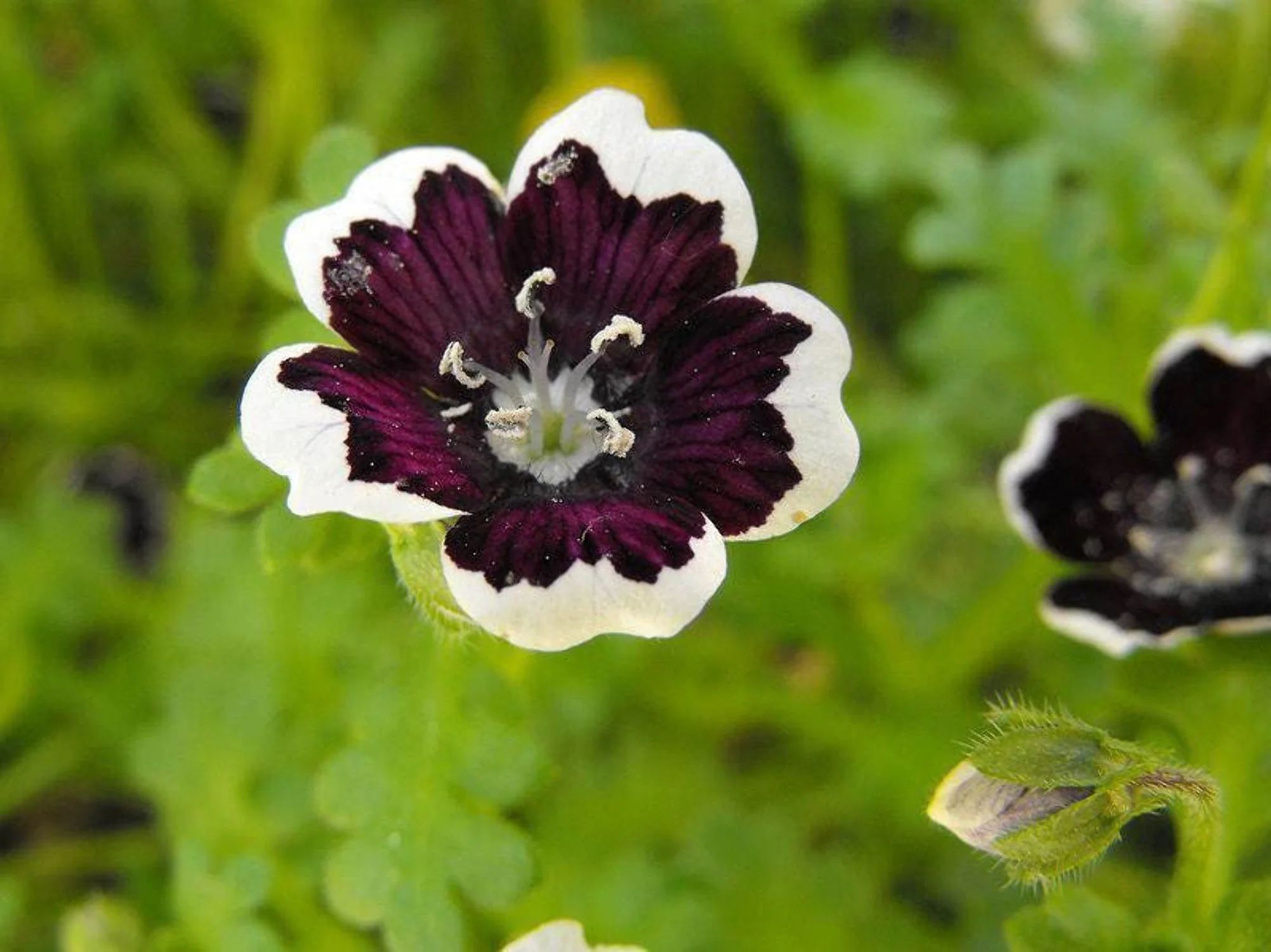 50 PENNIE BLACK - NEMOPHILA Discoidalis Penny White Flower Seeds