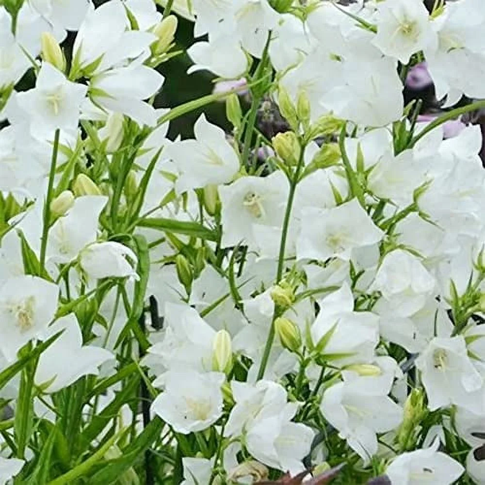 QAUZUY GARDEN 20 White Peach-Leaved Bellflower Seeds, Campanula Persicifolia, Fairy Bellflower, Peach Bells, Attract Pollinators, Easy-Growing Striking Perennial Flowering Plant