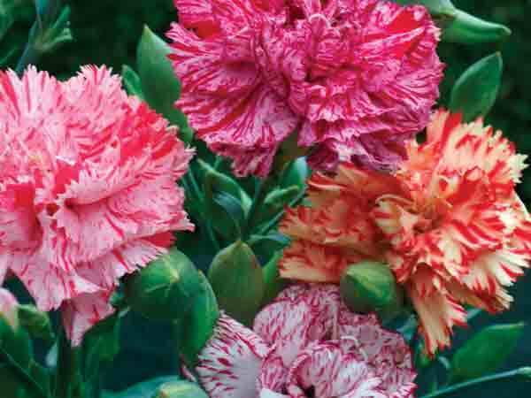 30+ CARNATION CHABAUD STRIPED & PICOTEE MIX / FRAGRANT PERENNIAL FLOWER SEEDS