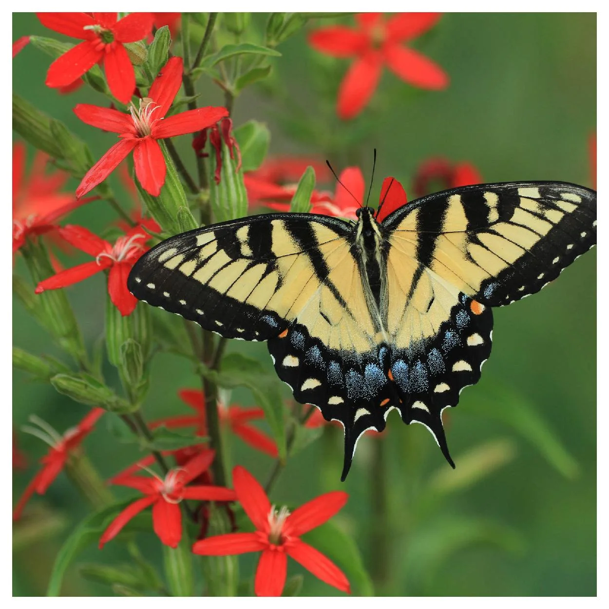 Everwilde Farms - 75 Royal Catchfly Native Wildflower Seeds - Gold Vault Jumbo Bulk Seed Packet