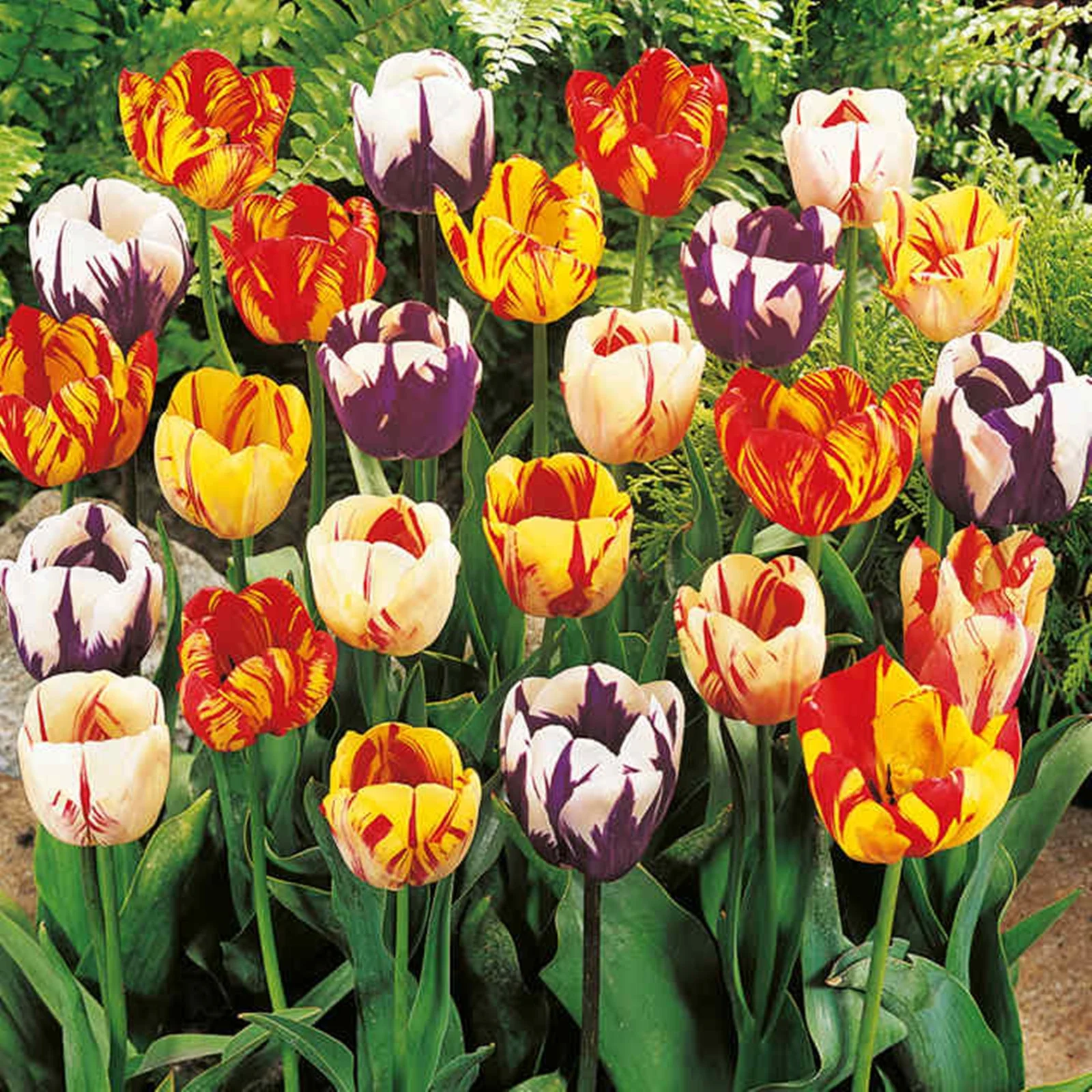Tulip Bulbs, Easy Planting,Tulip Flowers Bulbs,Tulip Bulbs, Tulip Flowers.  Tulip Plant Mature Tulip Roots Tulip Tuber Tulip Plant Live Large Tulip Plant, Tulip Flowers Bulbs For Planting,