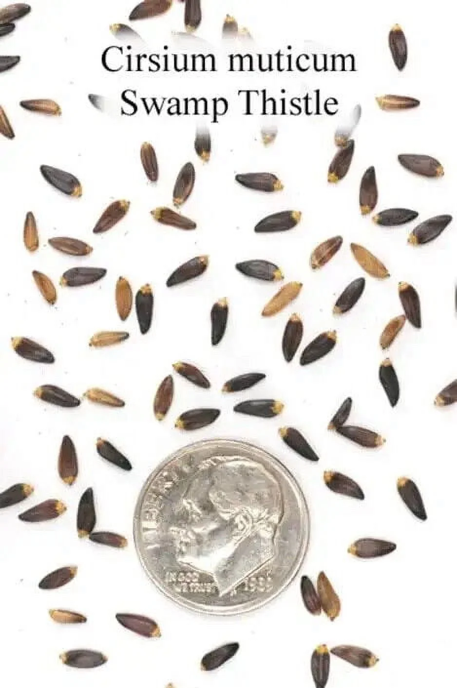 100 Swamp Thistle Native Seeds for Planting Cirsium muticum
