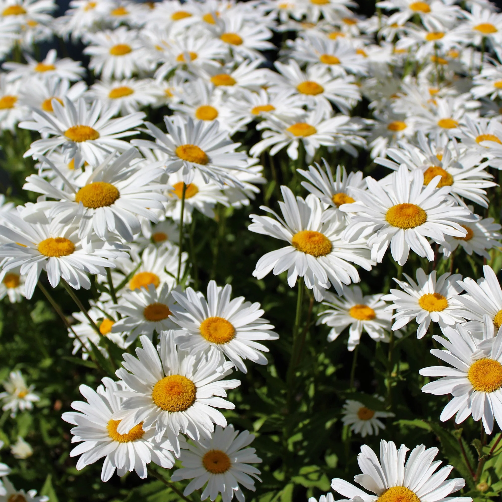 TomorrowSeeds - Shasta Daisy Flower Seeds - 500+ Count Packet - USA Garden Perennial Susan Sunflower Sun White Summer Yellow Seed for Non GMO 2024 Season
