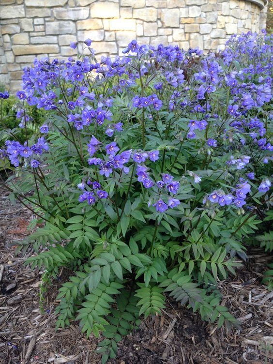 50+ POLEMONIUM JACOB'S LADDER DEER-RABBIT RESIST SHADE PERENNIAL FLOWER SEEDS