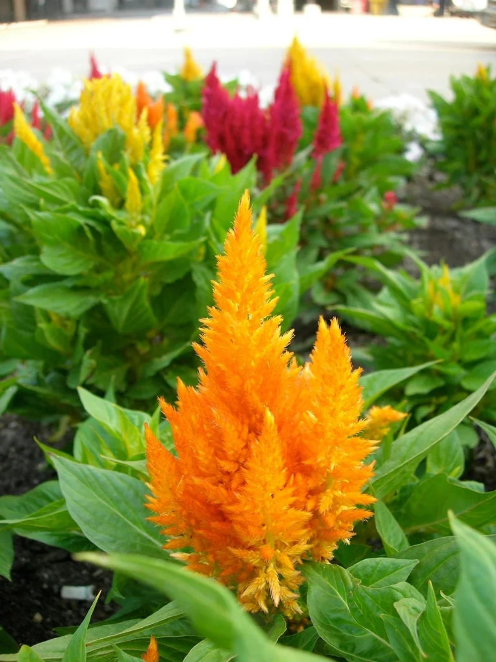 150 Mixed PAMPAS PLUMES COCKSCOMB Celosia Plumosa Flower Seeds